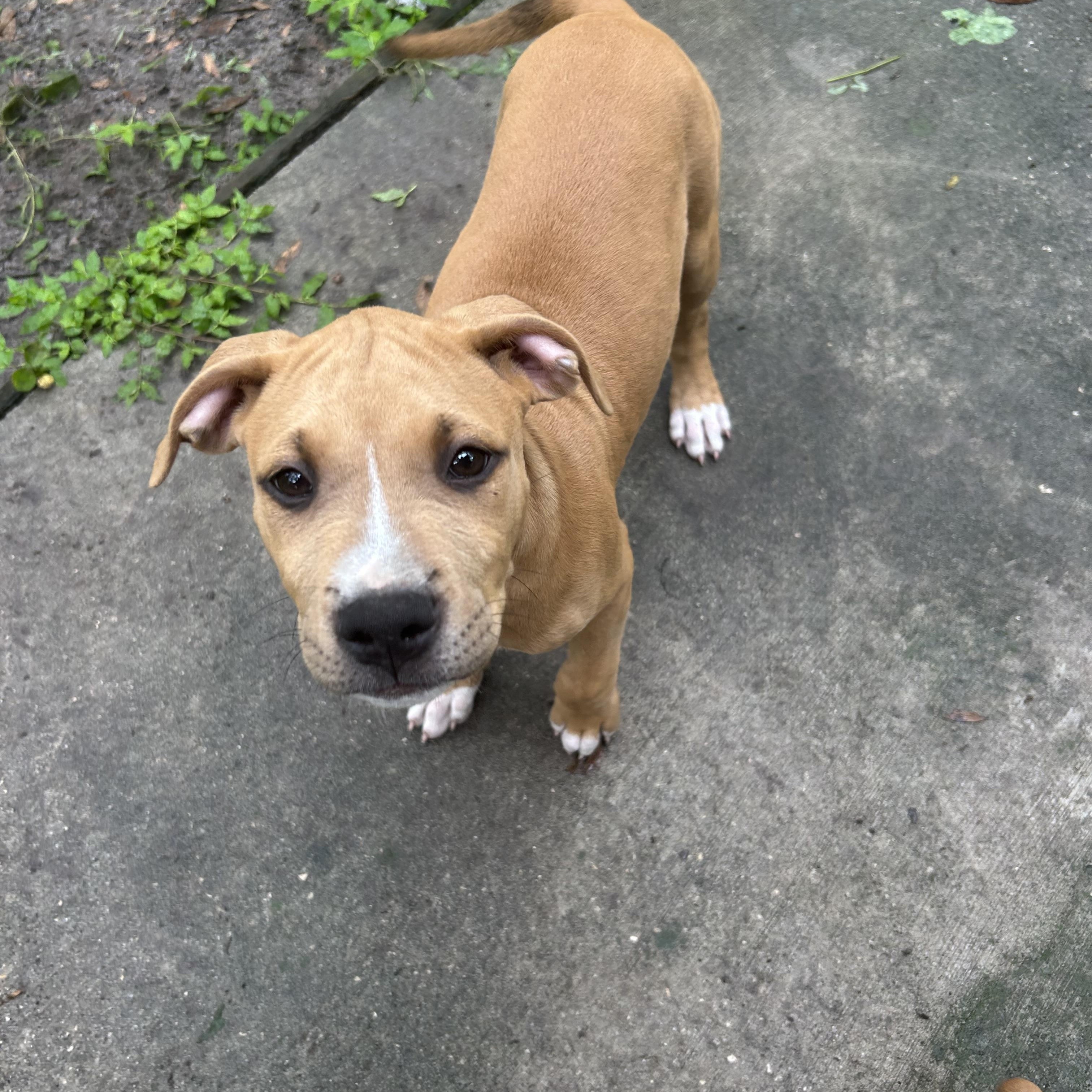 Enlarge Jenny, a Adopted mixed breed in Groveland, FL image 4/5