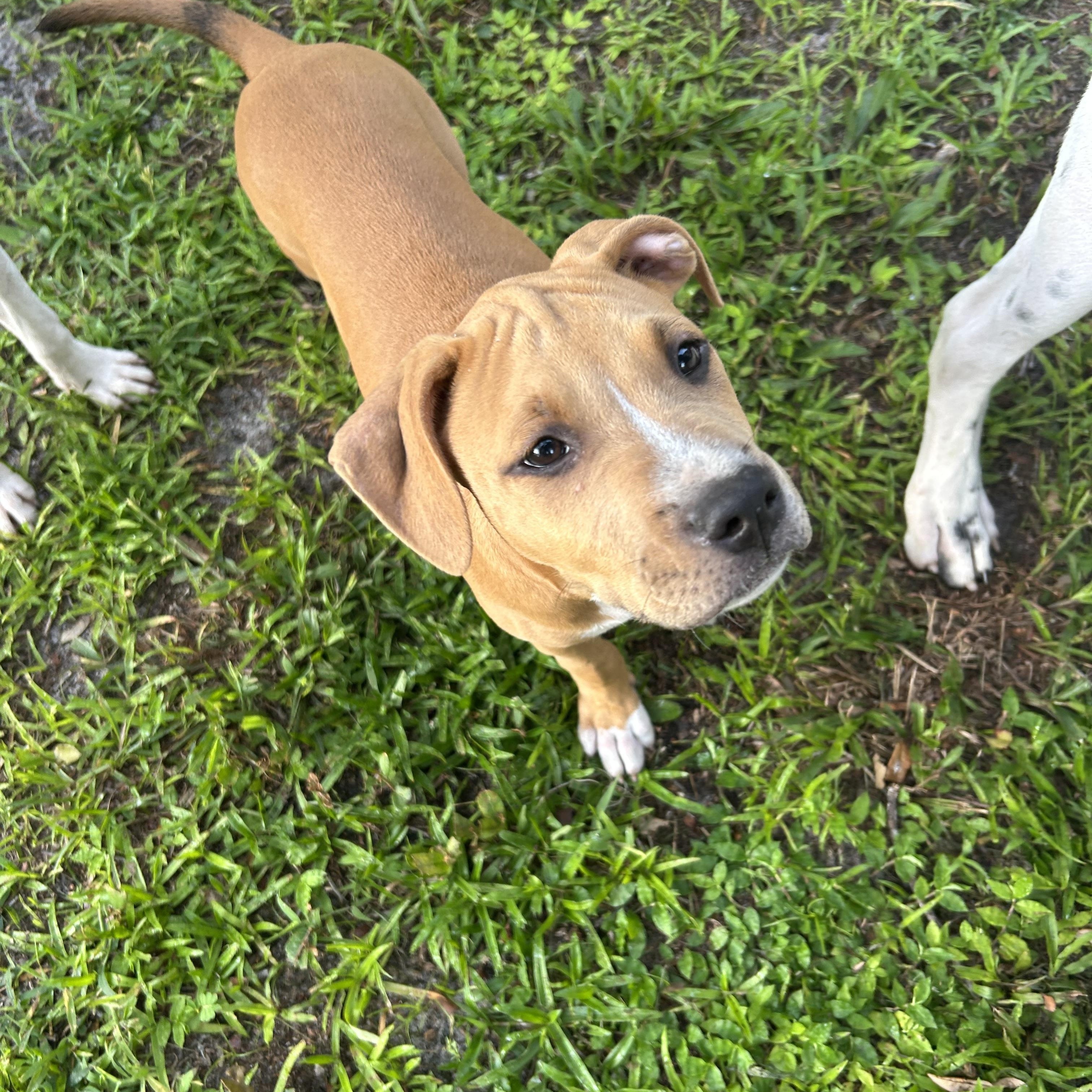 Enlarge Jenny, a Adopted mixed breed in Groveland, FL image 2/5