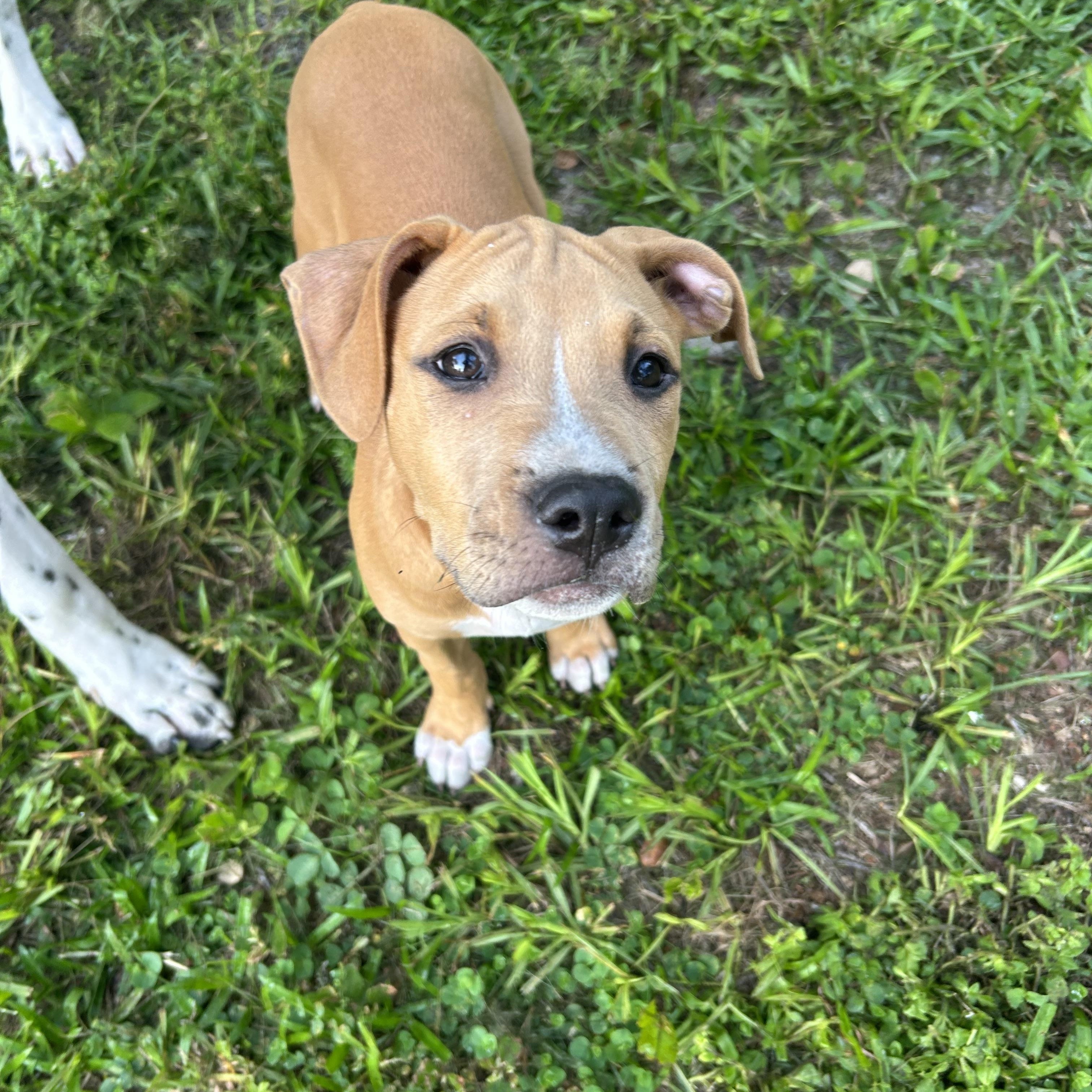 Jenny, Adopted, Puppy Female Retriever & American Staffordshire Terrier.