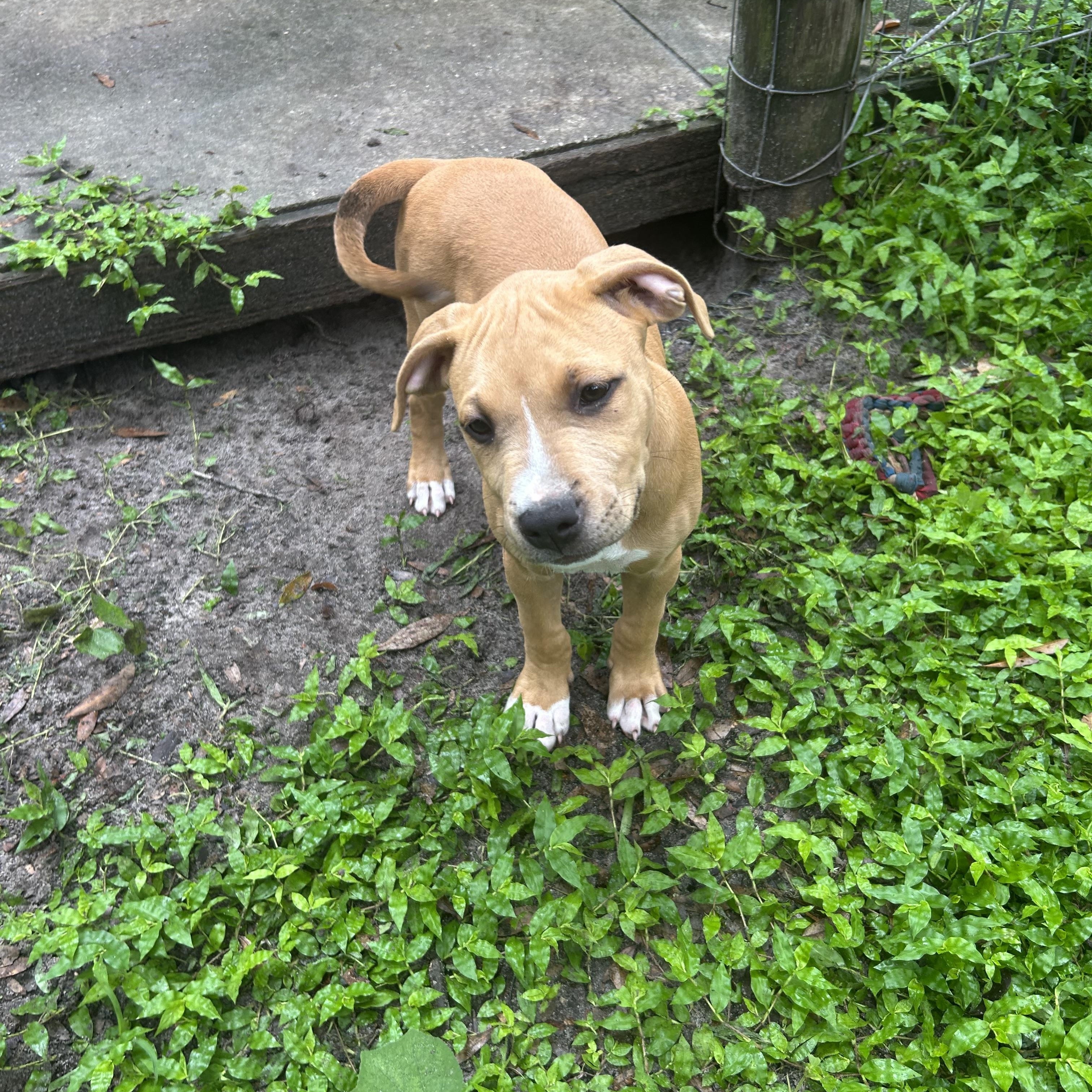 Enlarge Jenny, a Adopted mixed breed in Groveland, FL image 3/5