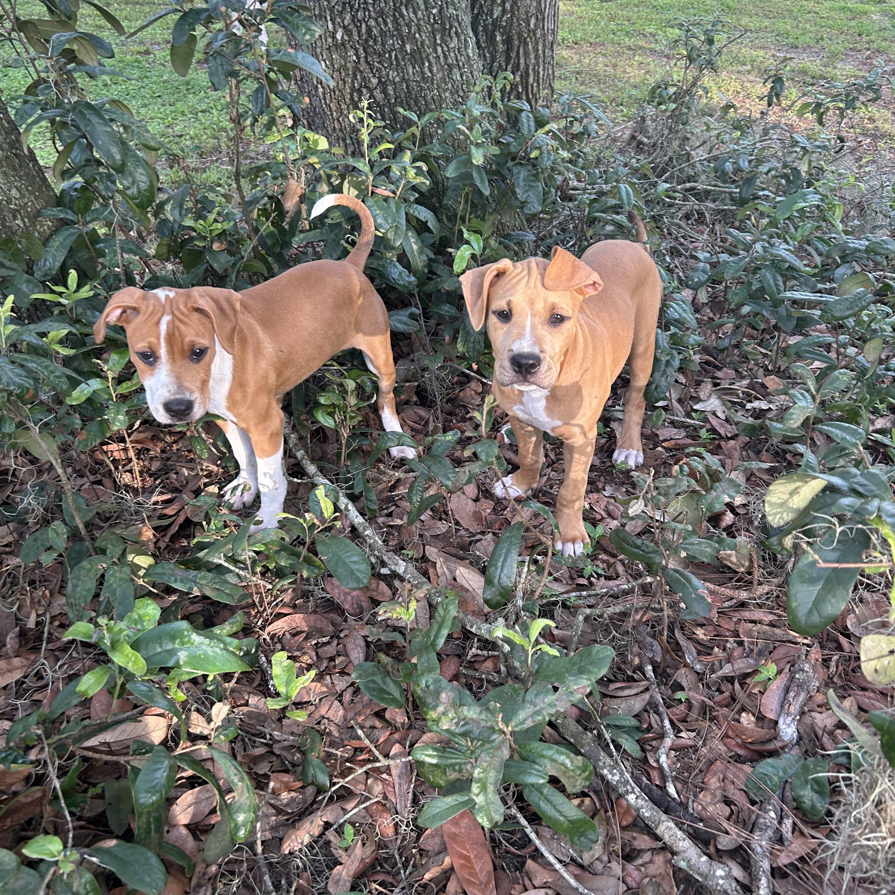 Enlarge Jenny, a Adopted mixed breed in Groveland, FL image 5/5