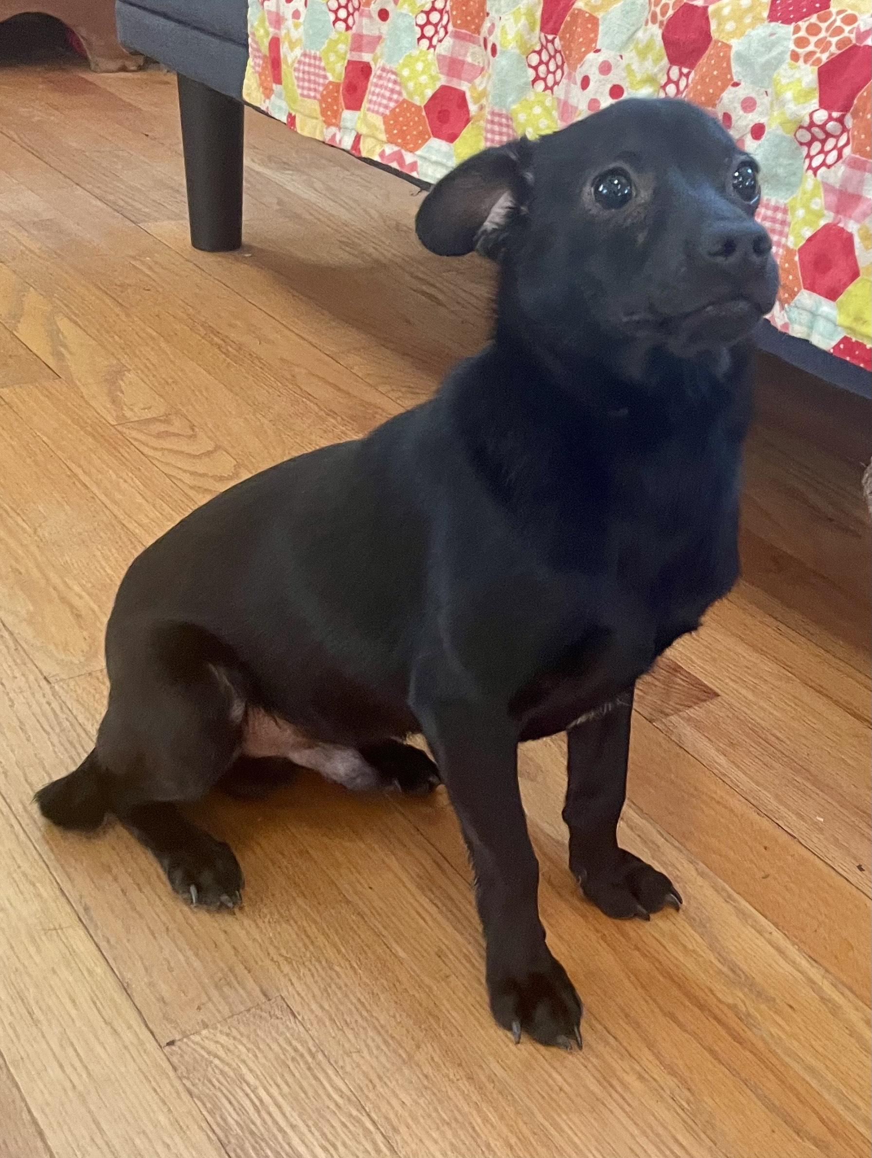 Jasper, a ADOPTABLE mixed breed in MORAVIAN FALLS, NC image 3/4