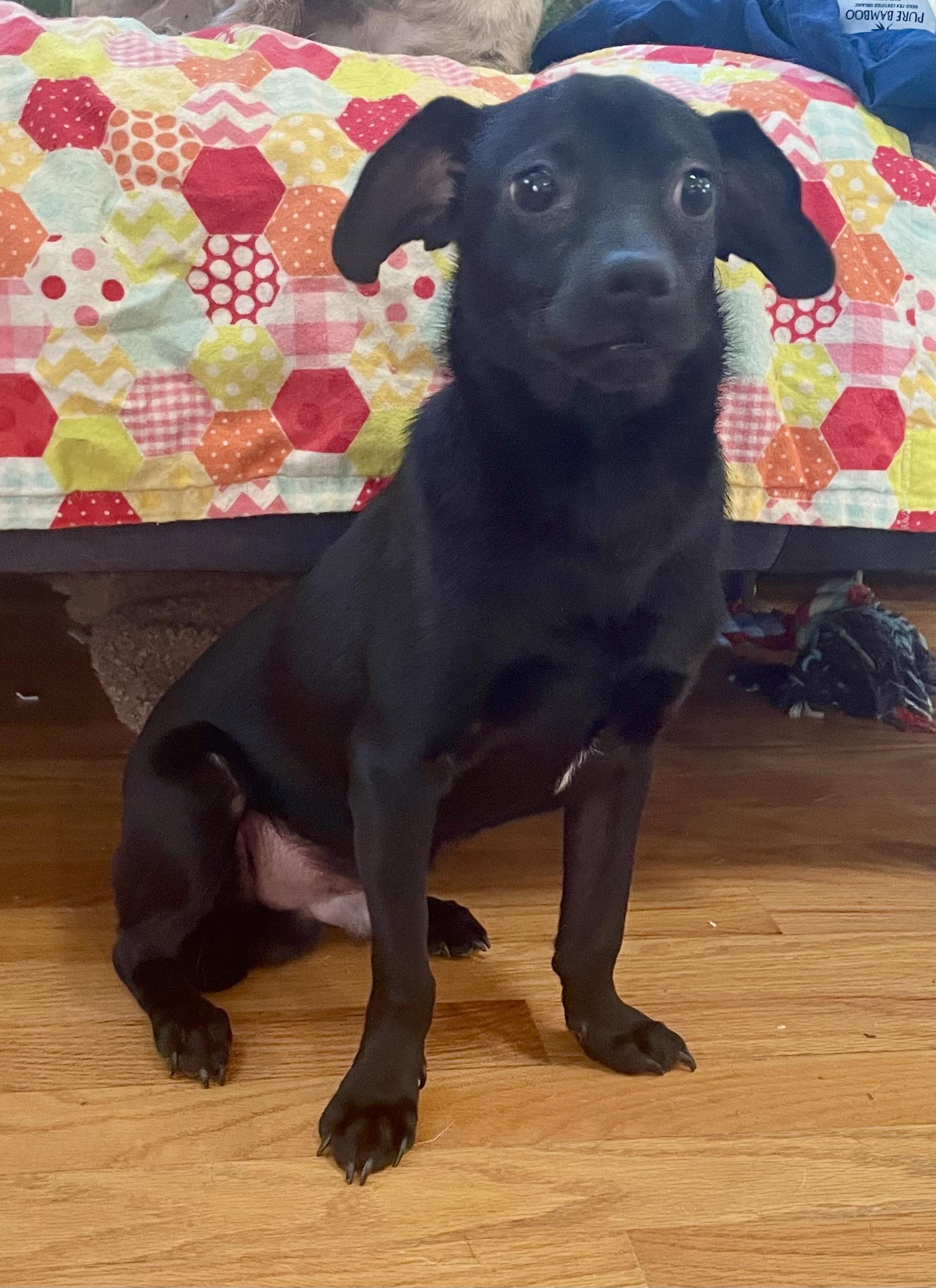 Jasper, a ADOPTABLE mixed breed in MORAVIAN FALLS, NC image 1/4