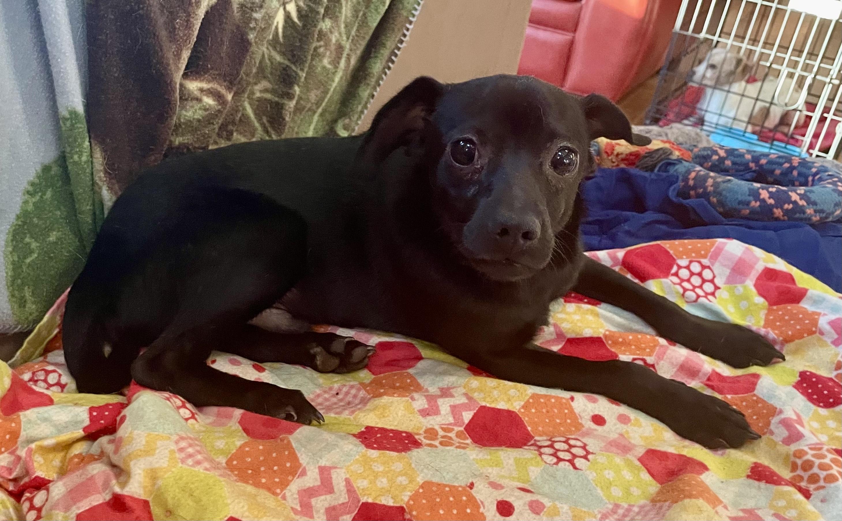 Jasper, a ADOPTABLE mixed breed in MORAVIAN FALLS, NC image 2/4