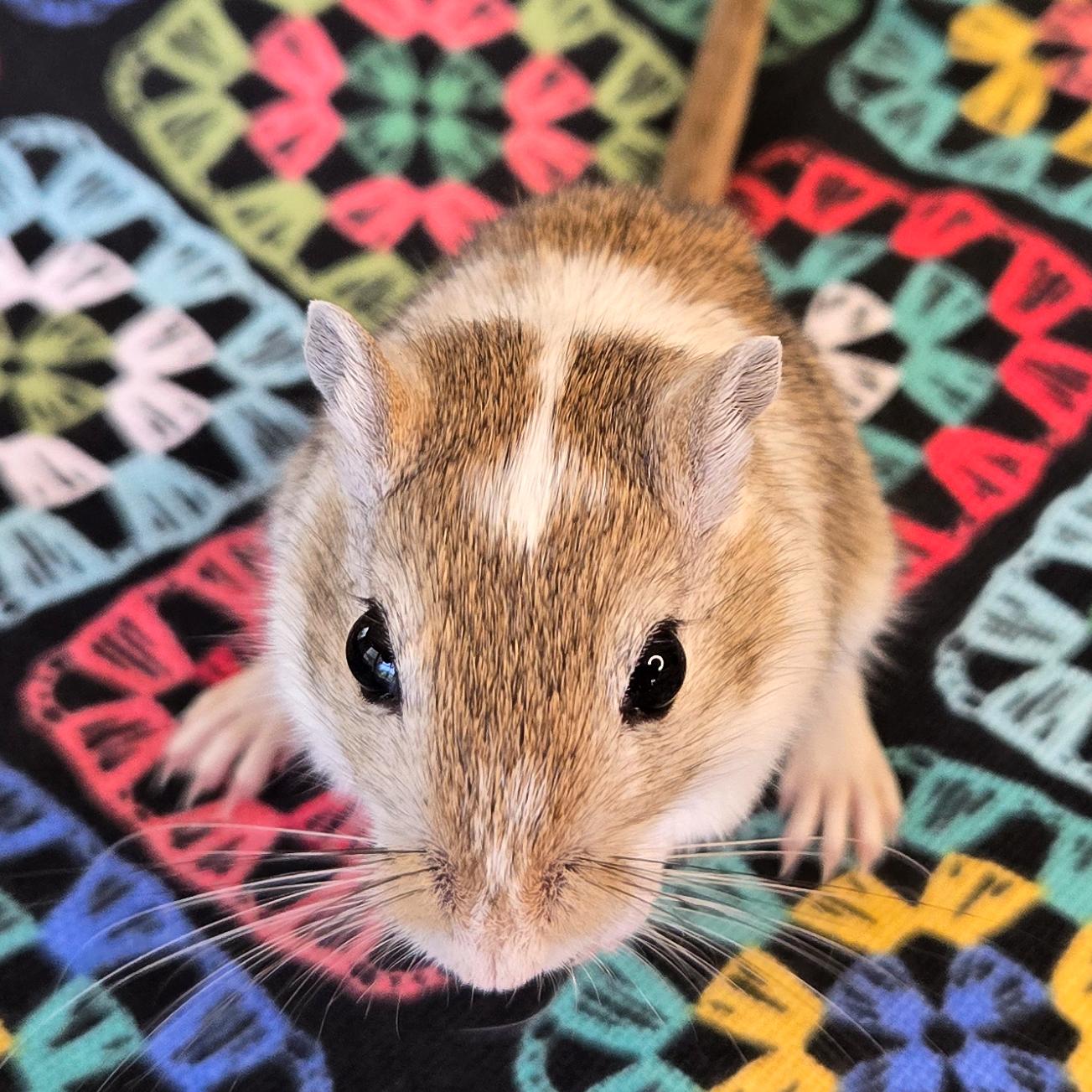 Eliza, a Adopted Gerbil in Allentown, PA image 1/6