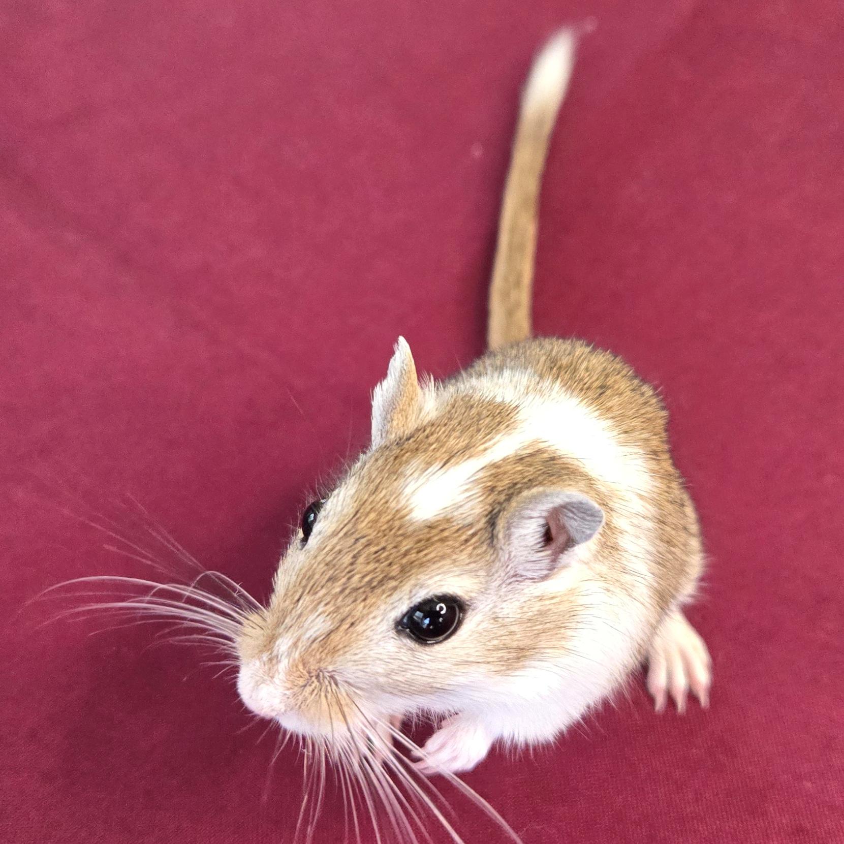 Eliza, a Adopted Gerbil in Allentown, PA image 2/6