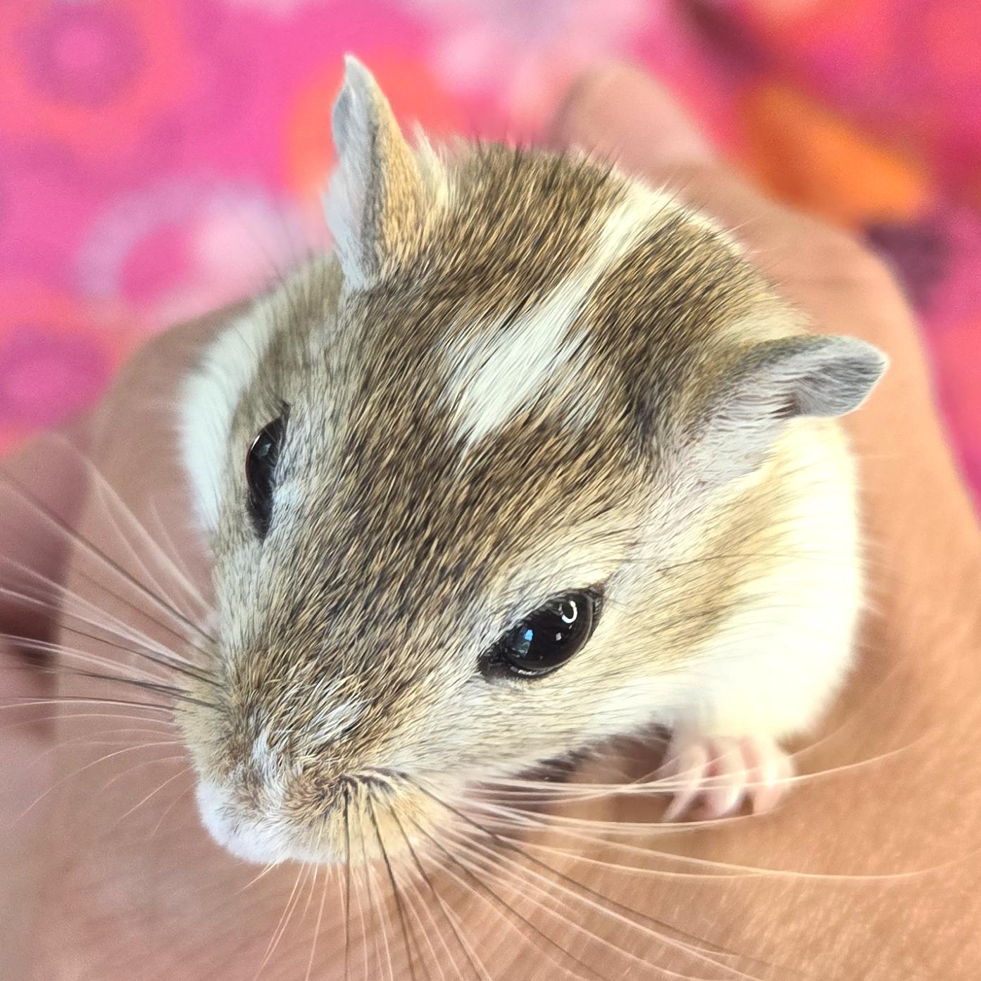 Eliza, a Adopted Gerbil in Allentown, PA image 3/6