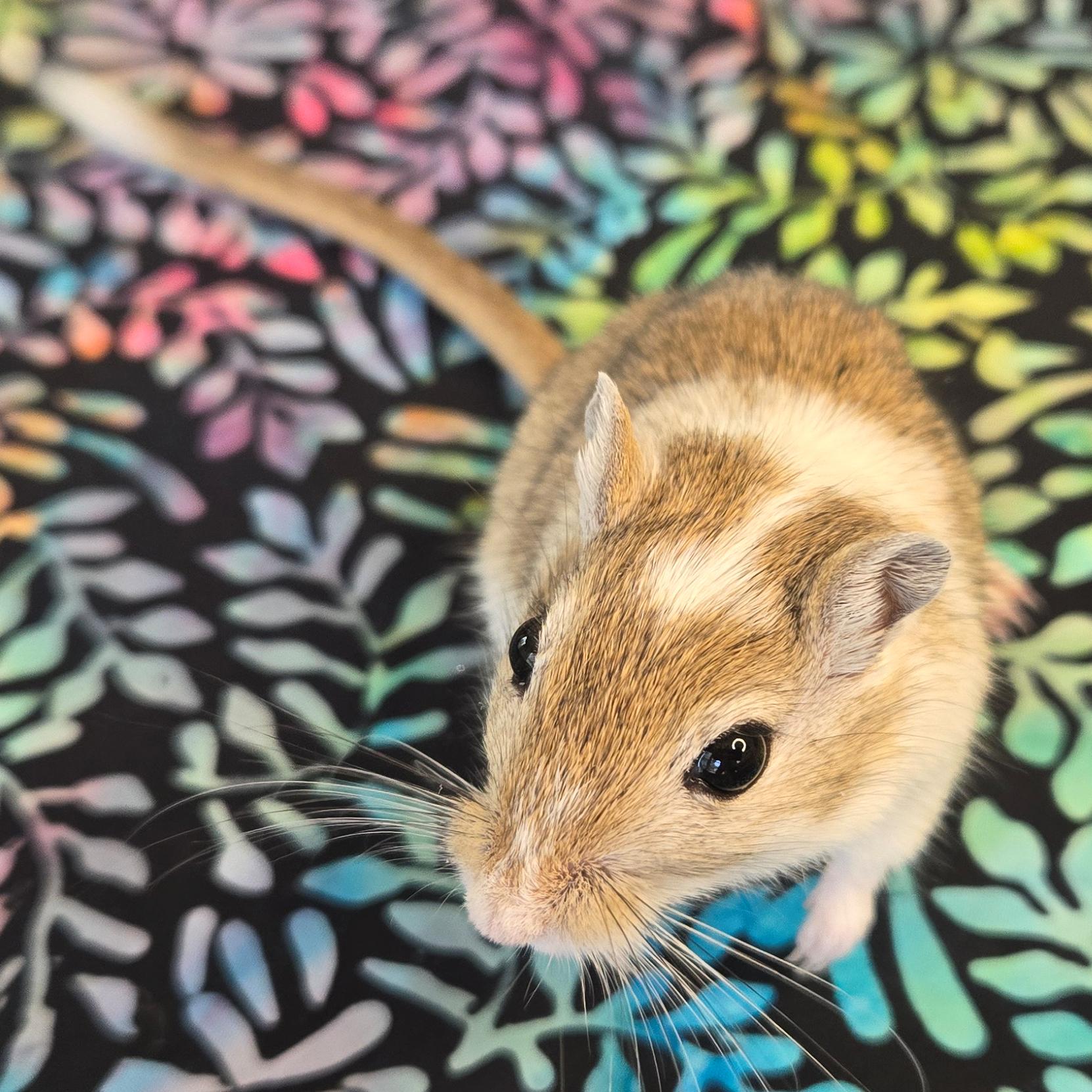 Eliza, a Adopted Gerbil in Allentown, PA image 4/6