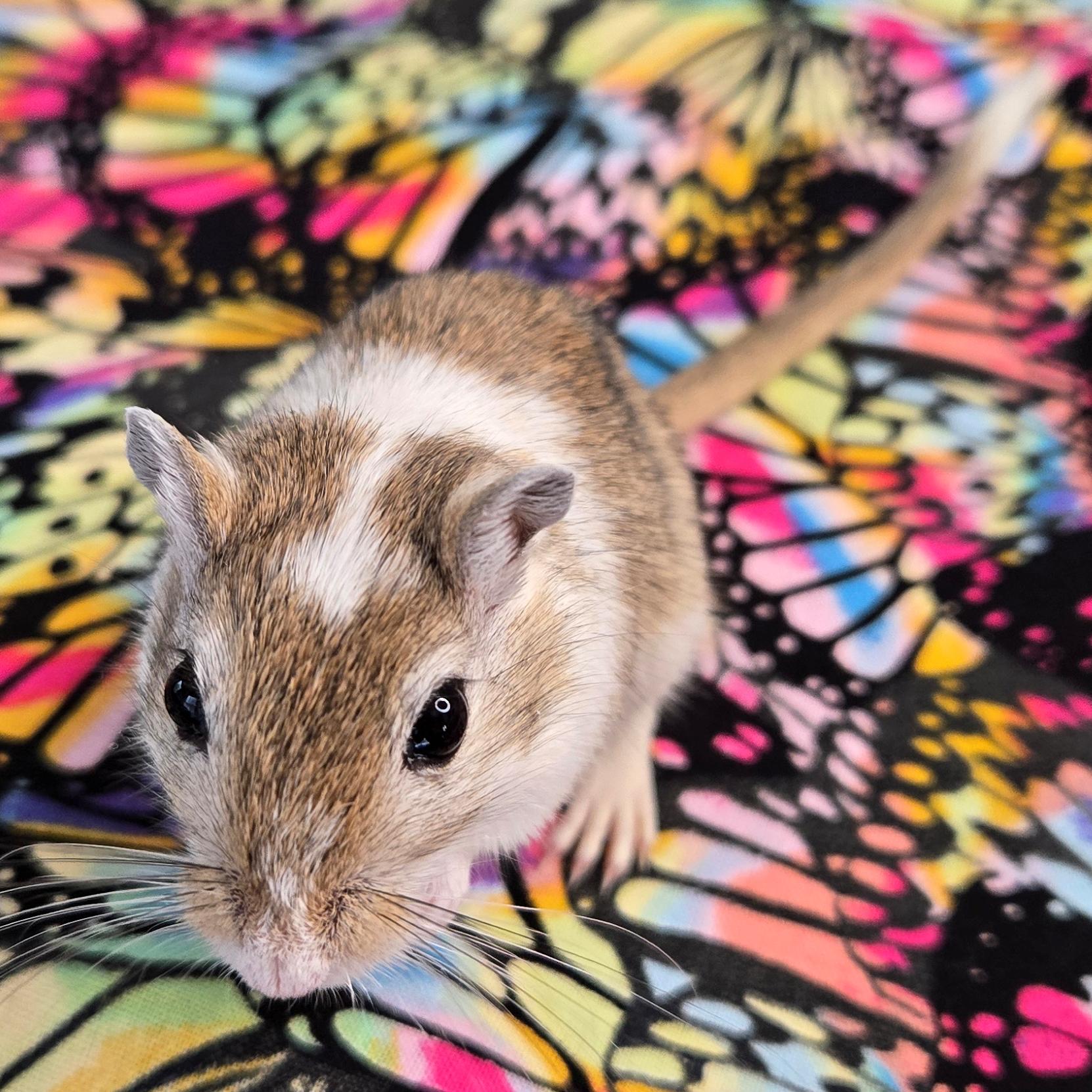 Eliza, a Adopted Gerbil in Allentown, PA image 5/6