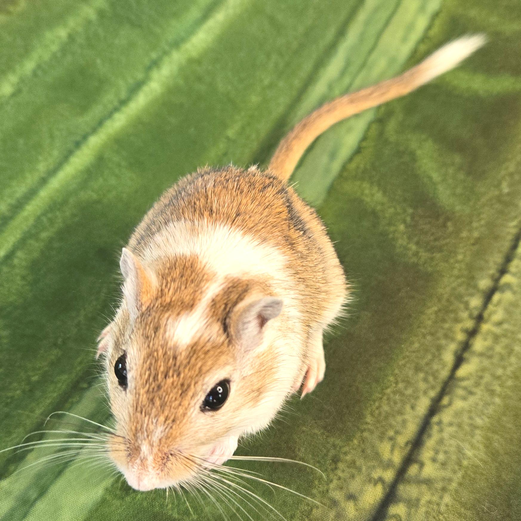 Eliza, a Adopted Gerbil in Allentown, PA image 6/6