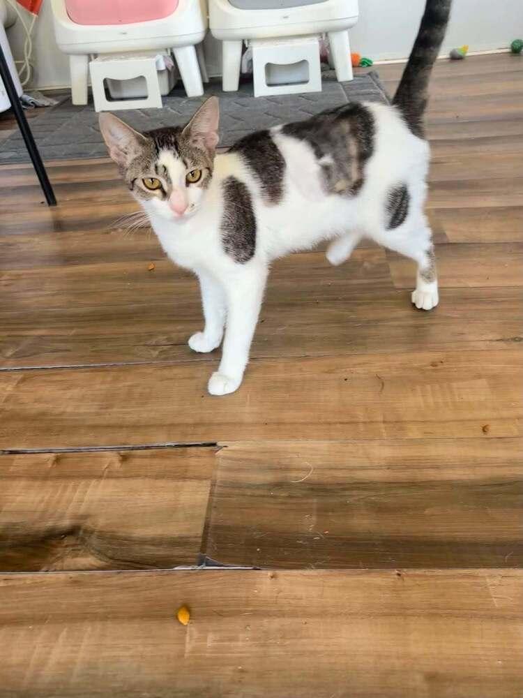Enlarge Jentle, a Adoptable Domestic Short Hair in DELTONA, FL image 1/6