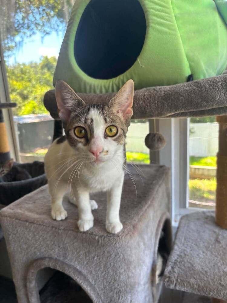 Enlarge Jentle, a Adoptable Domestic Short Hair in DELTONA, FL image 5/6
