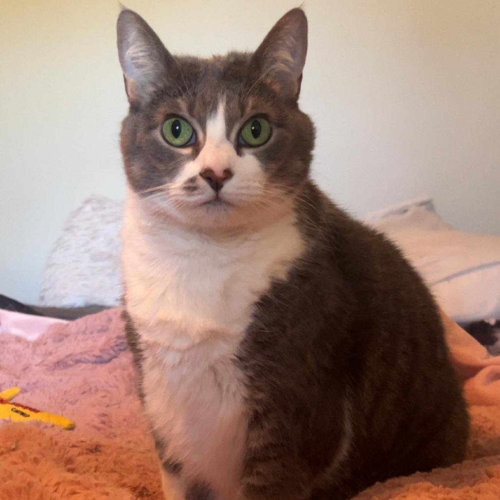 Enlarge Feisty, a Adoptable mixed breed in Philadelphia, PA image 4/5
