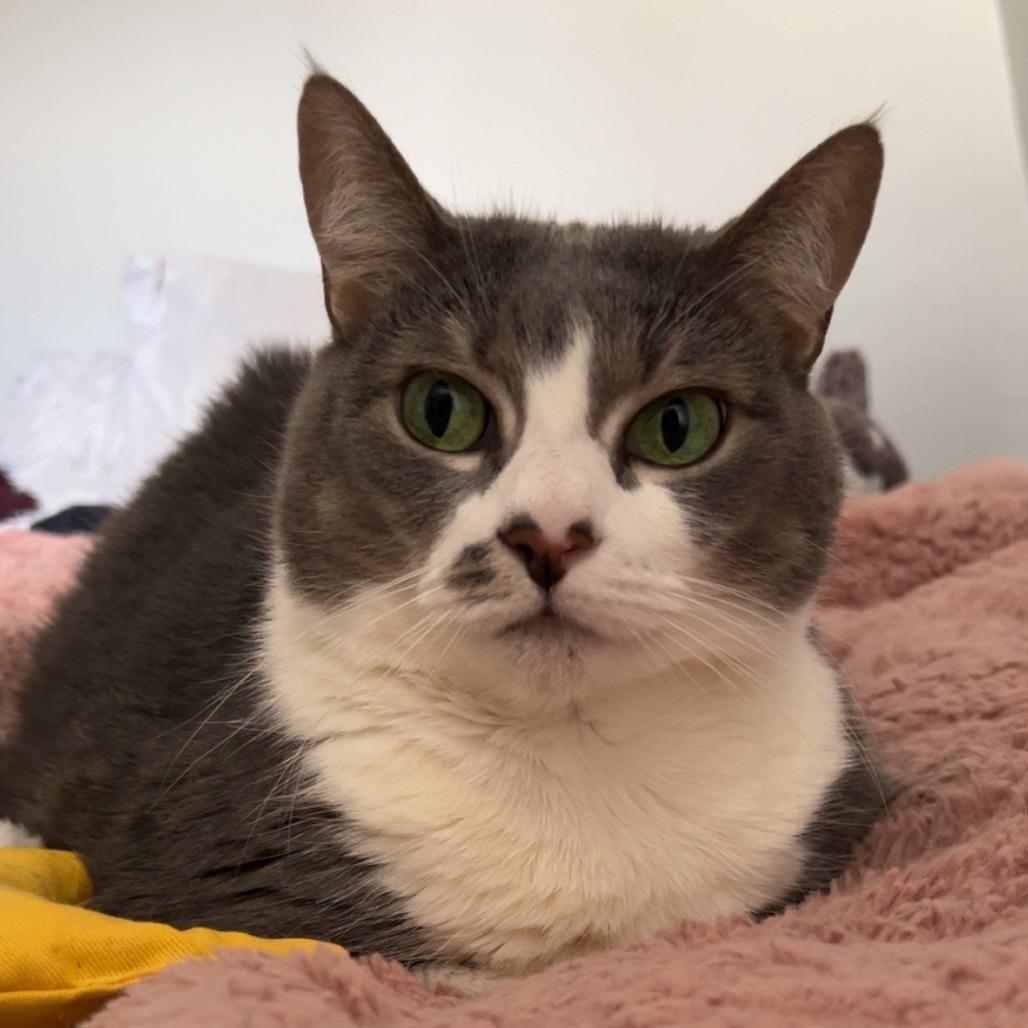 Enlarge Feisty, a Adoptable mixed breed in Philadelphia, PA image 5/5