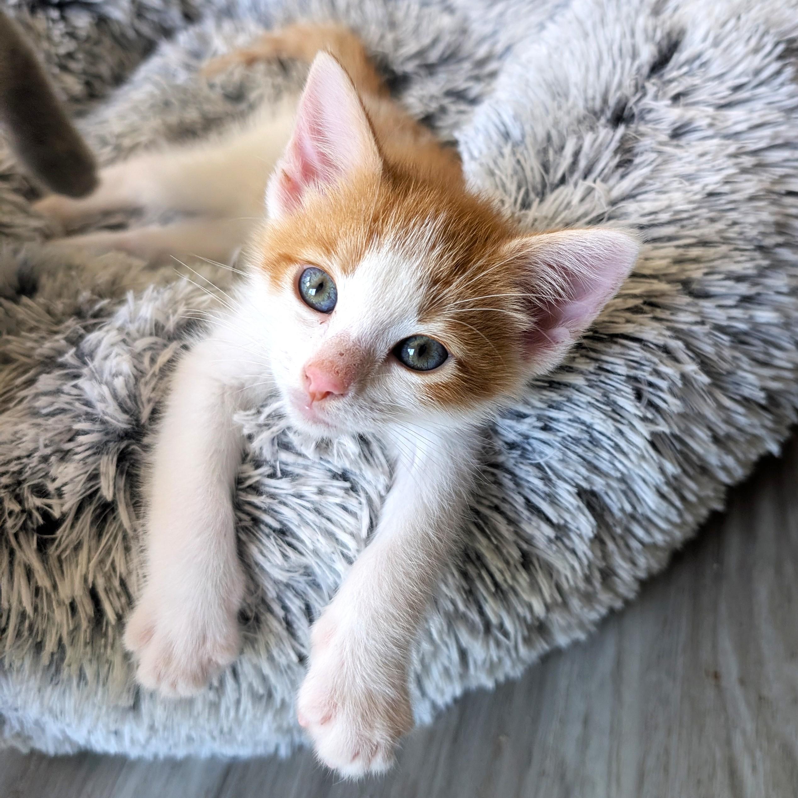 Cheeto, adopted, Kitten Male Domestic Short Hair.