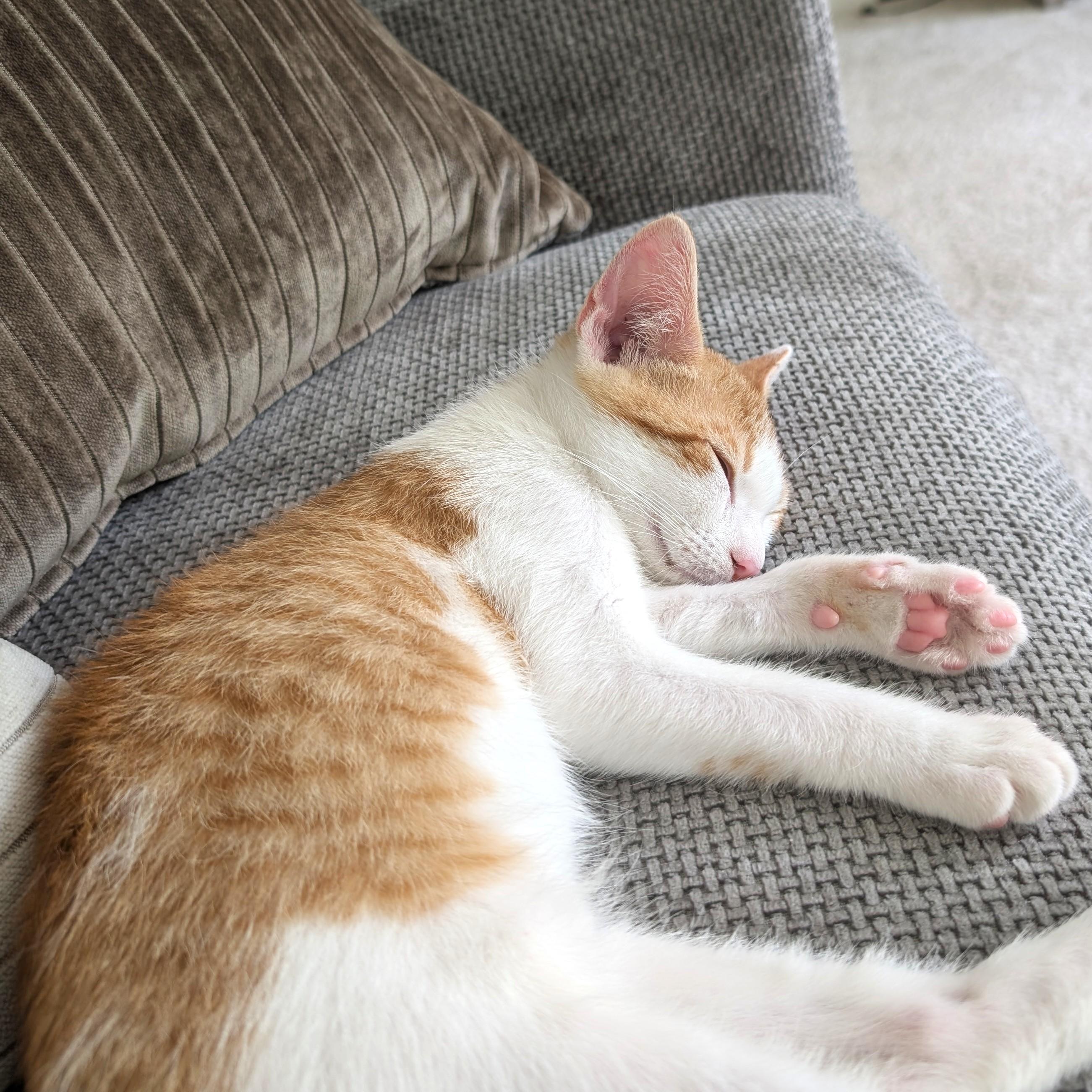 Cheeto, an adopted mixed breed in Smithfield, NC image 3/5