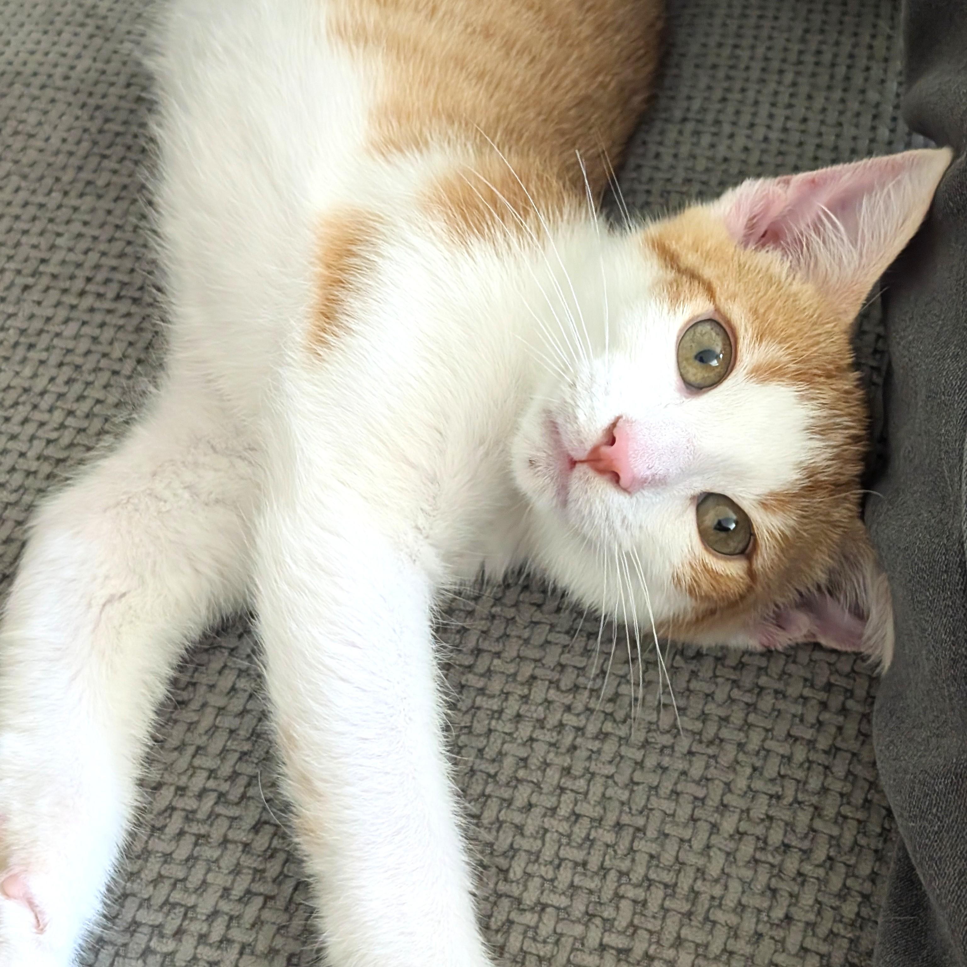 Cheeto, an adopted mixed breed in Smithfield, NC image 5/5