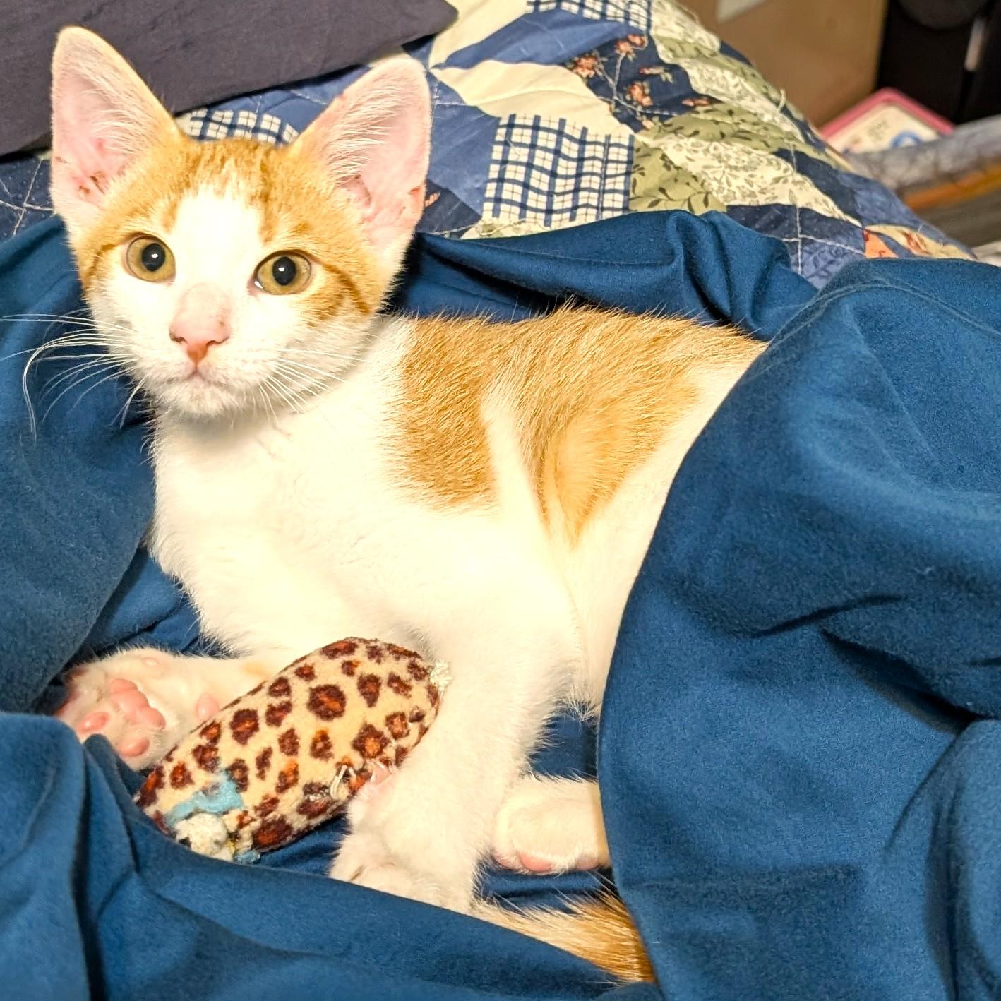 Cheeto, an adopted mixed breed in Smithfield, NC image 2/5