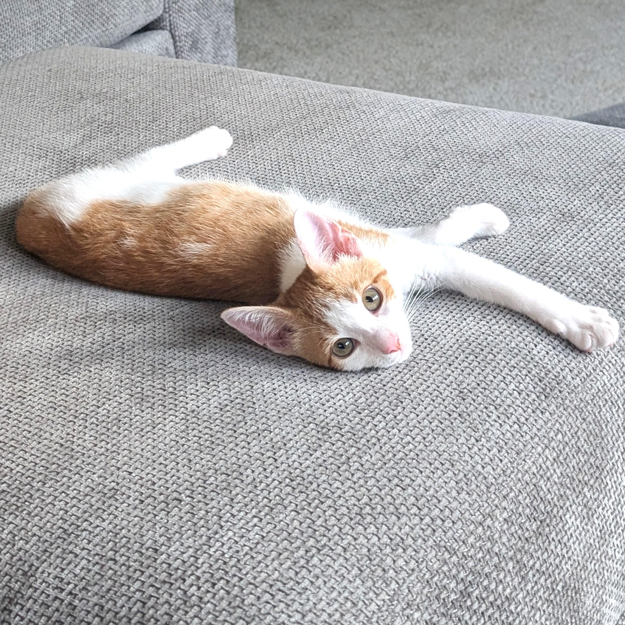 Cheeto, an adopted mixed breed in Smithfield, NC image 4/5