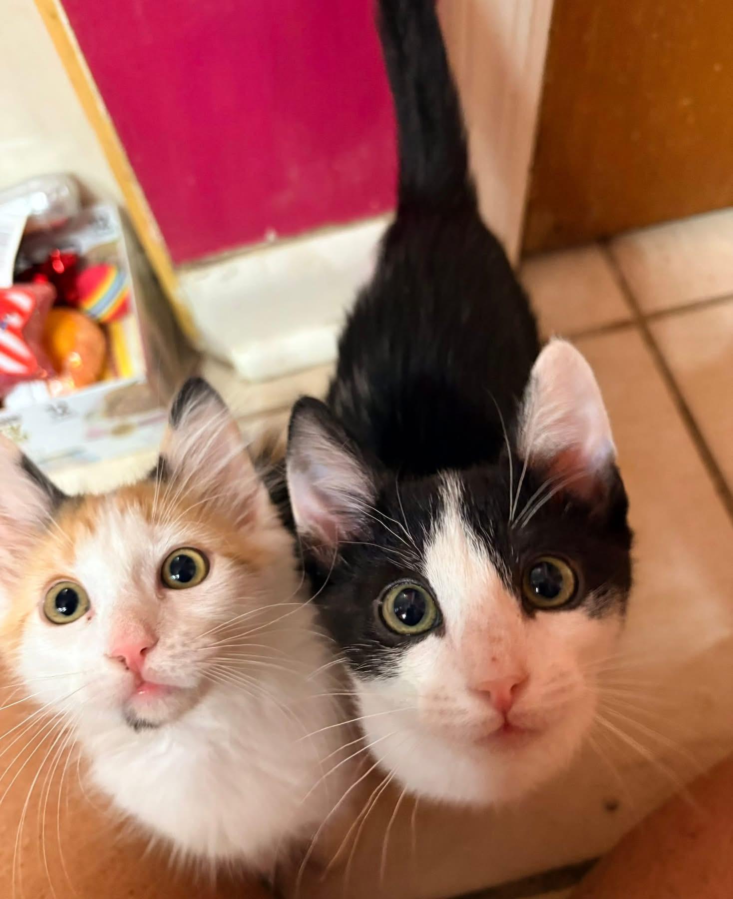 Lenny and Lucy - BONDED PAIR, ADOPTABLE, Kitten Male Domestic Short Hair.