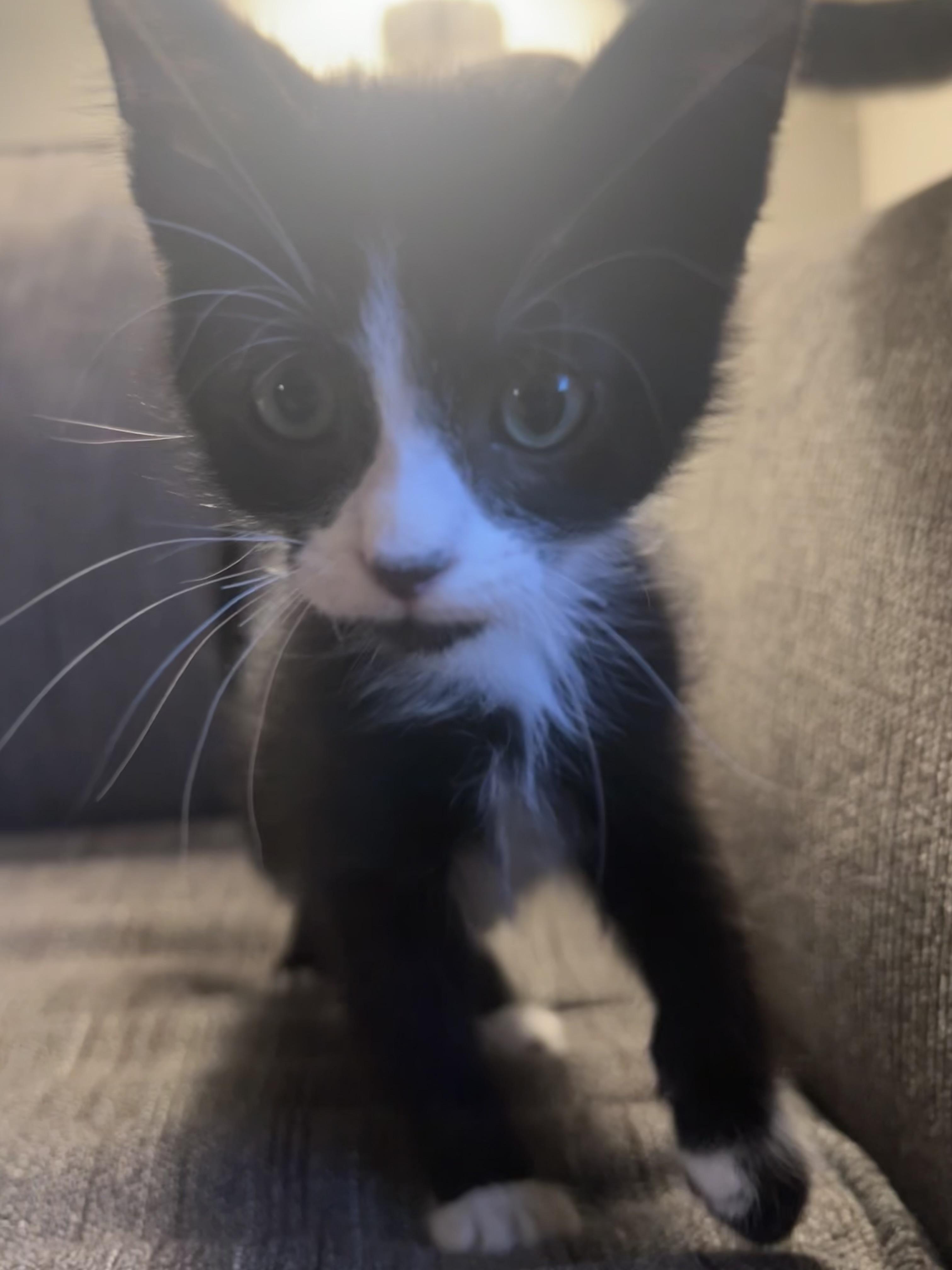 Enlarge George, a ADOPTABLE Tuxedo in Pasco, WA image 3/3