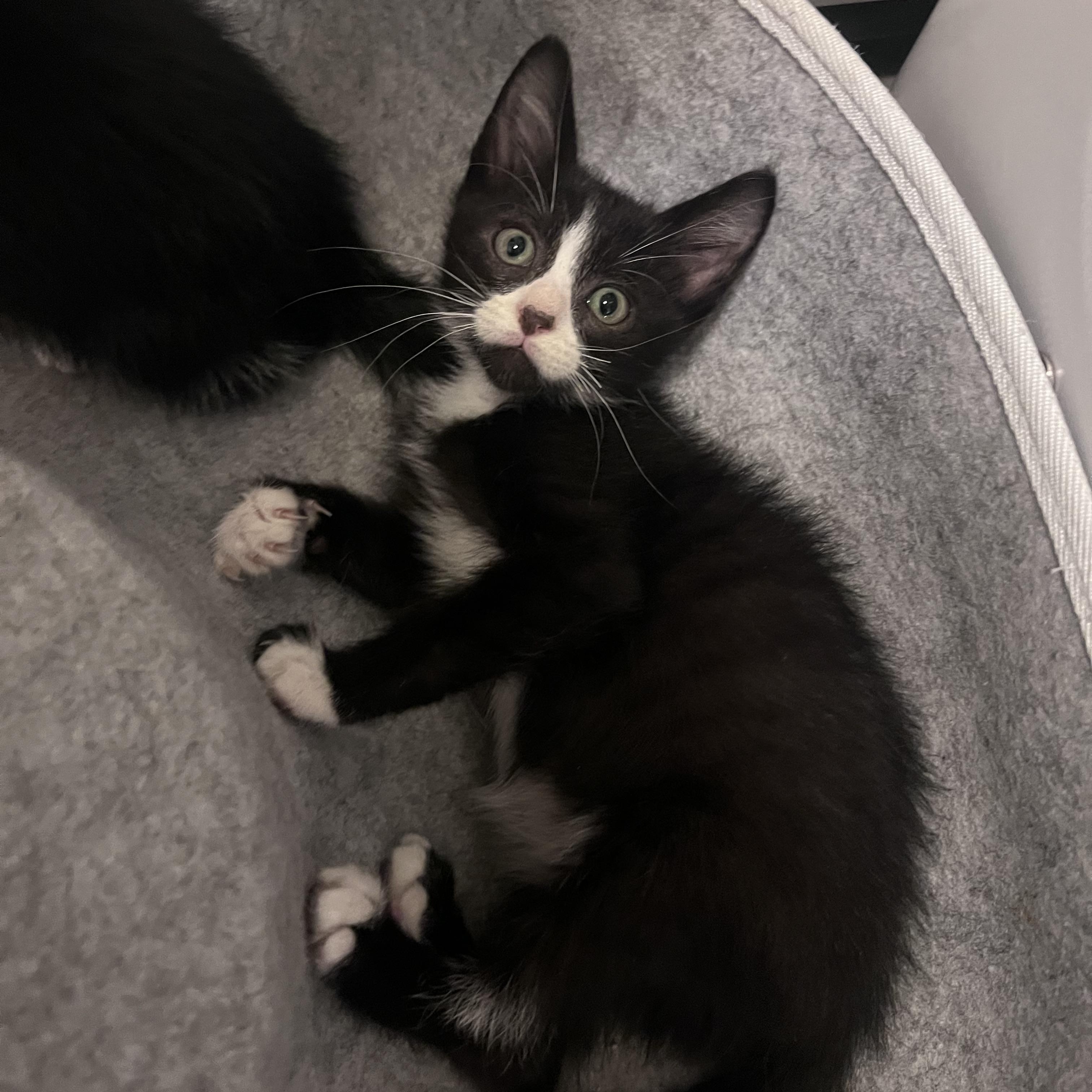 Enlarge George, a ADOPTABLE Tuxedo in Pasco, WA image 2/3