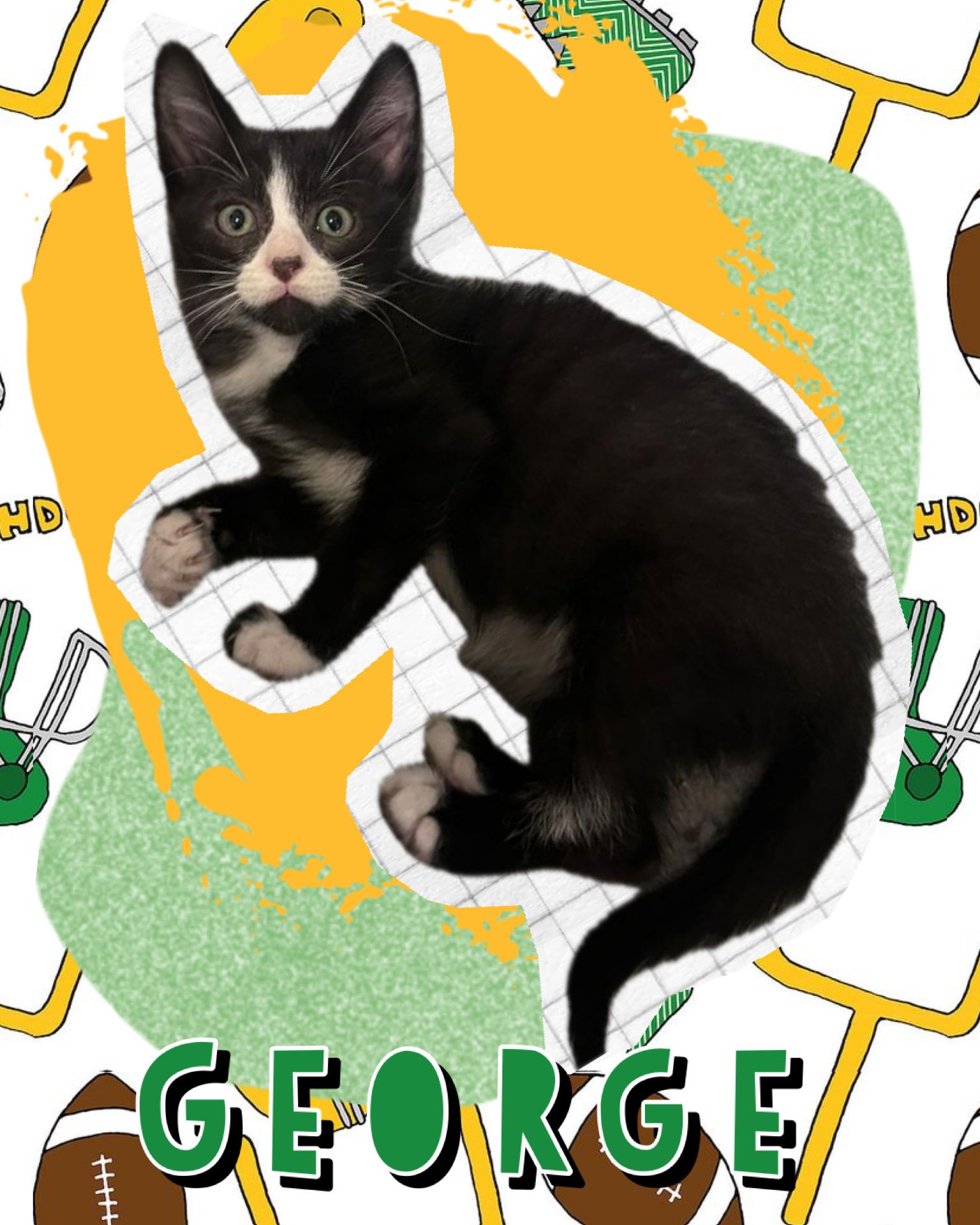 George, ADOPTABLE, Kitten Male Tuxedo.