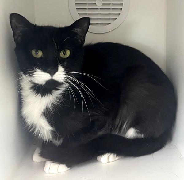 Enlarge Quinoa, a Adoptable mixed breed in Staten Island, NY image 1/2