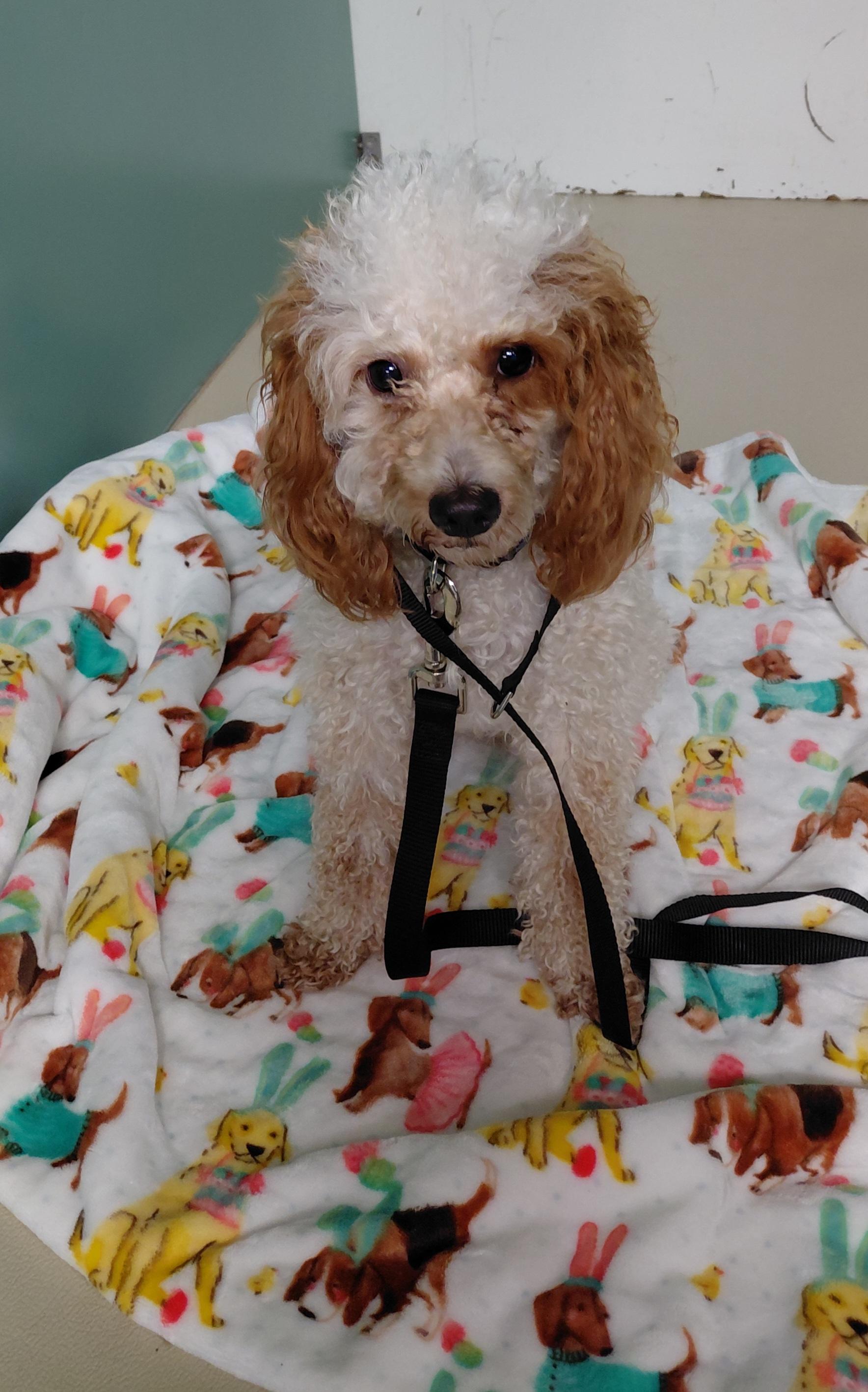 Enlarge Penny, a Adopted Miniature Poodle in Hazleton, IA image 2/3