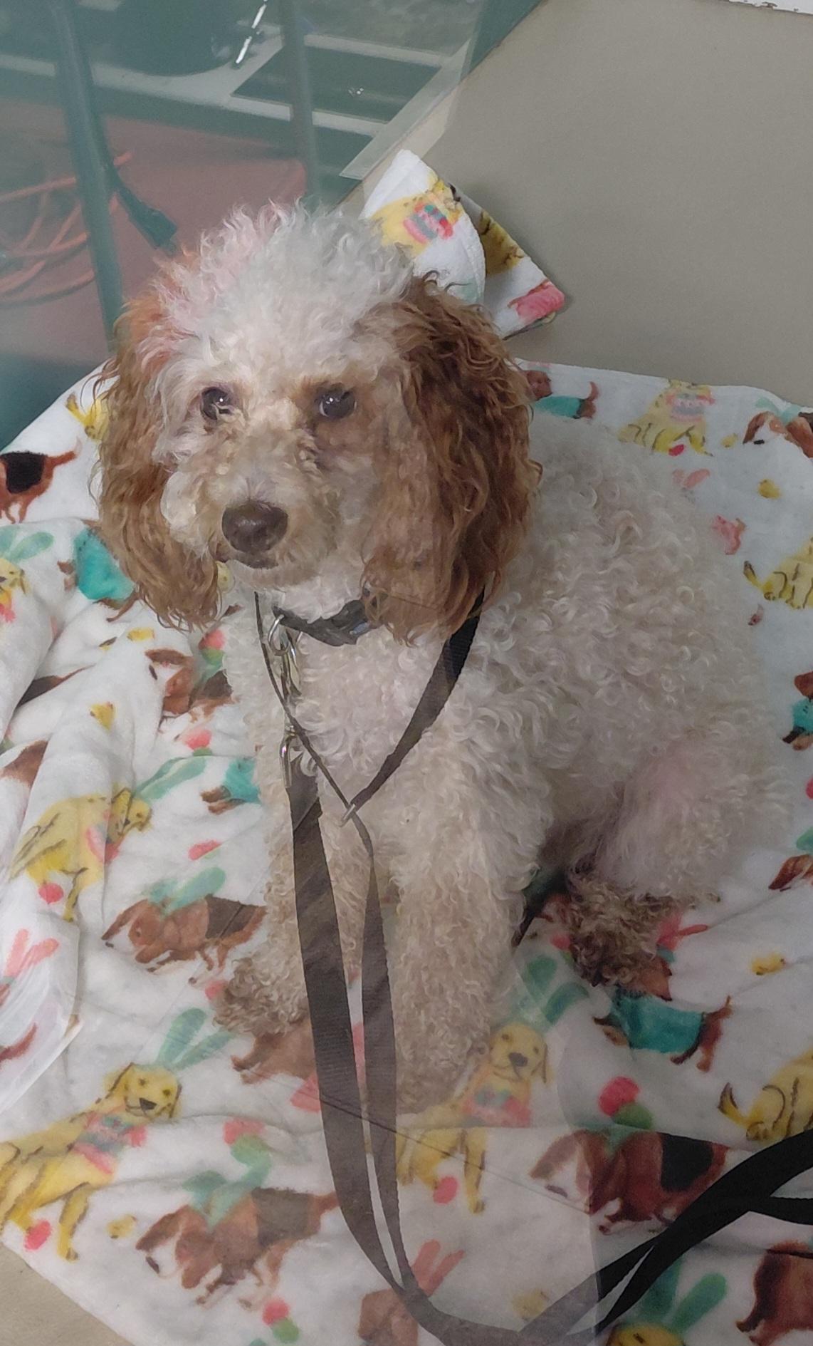 Penny, Adopted, Young Female Miniature Poodle.