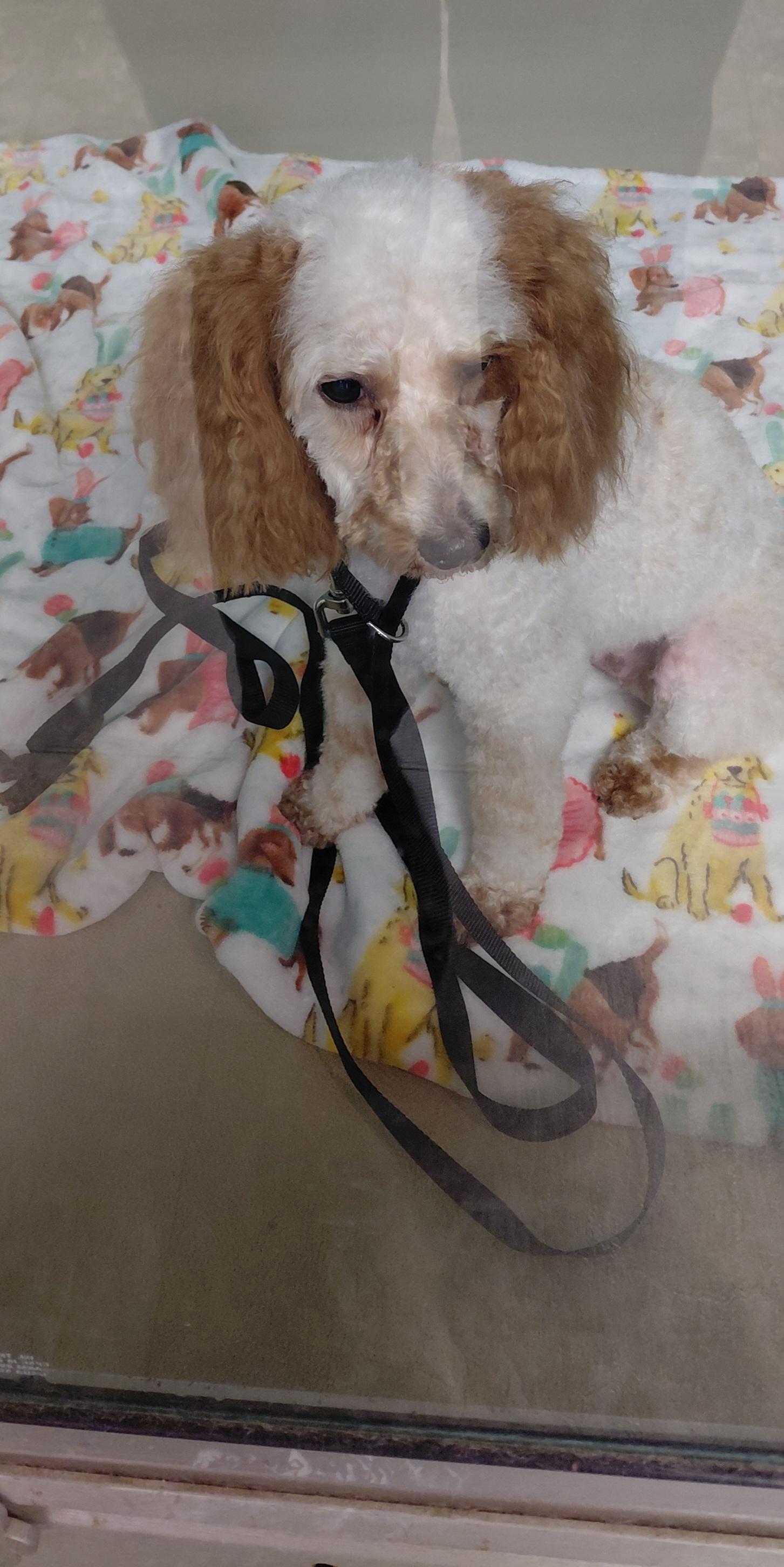 Enlarge Penny, a Adopted Miniature Poodle in Hazleton, IA image 3/3