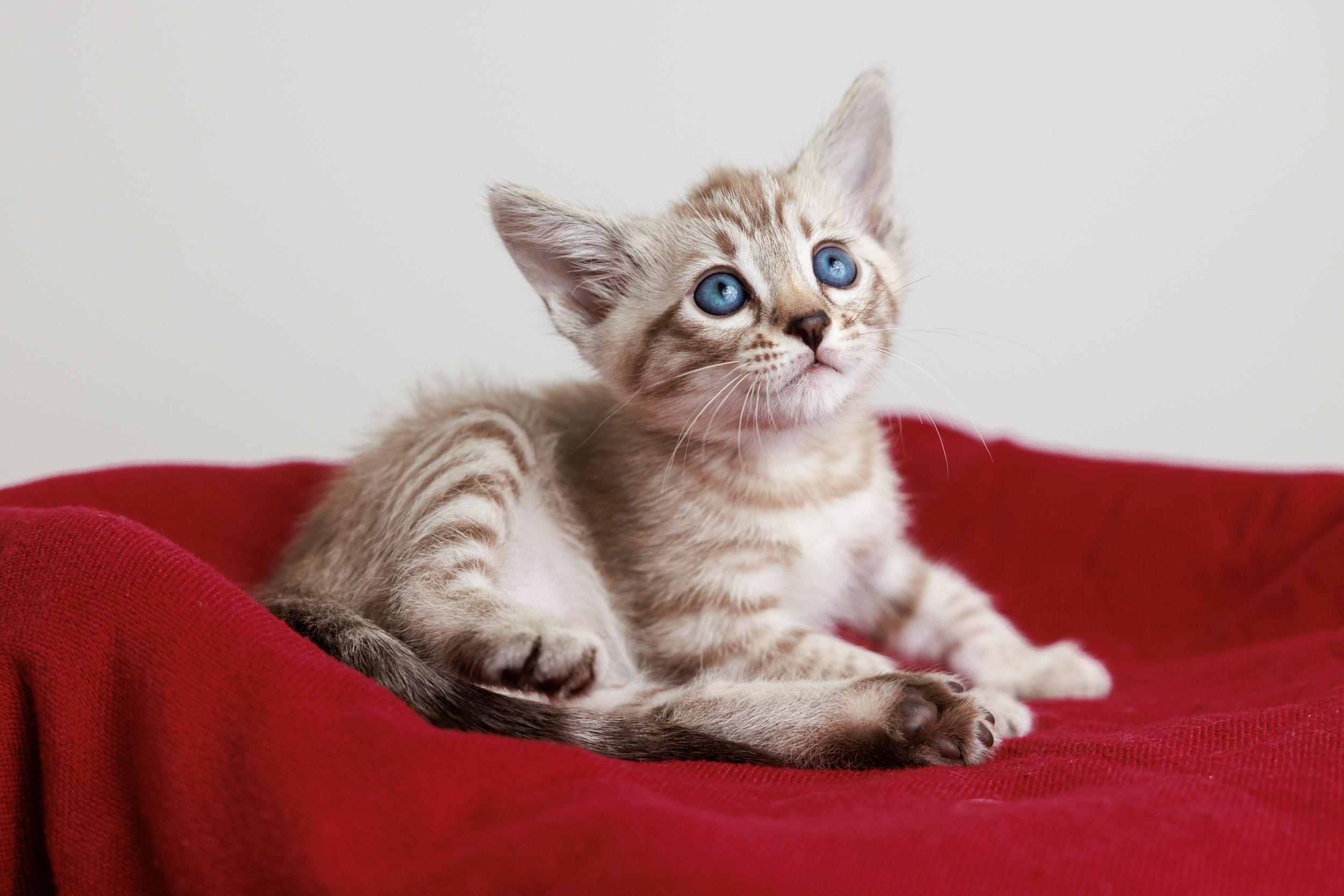 Enlarge Milk, a Adoptable mixed breed in Montreal, QC image 1/5