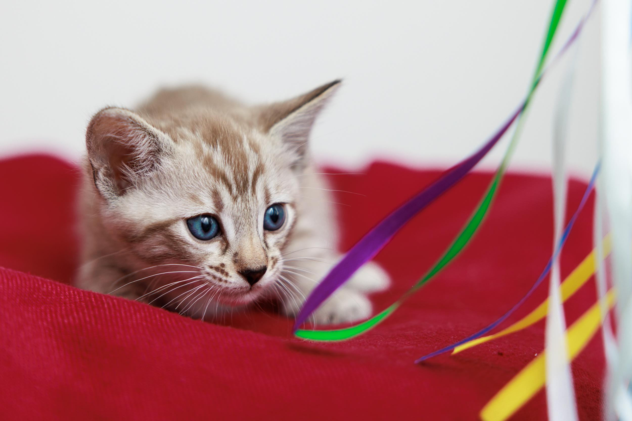 Enlarge Milk, a Adoptable mixed breed in Montreal, QC image 5/5