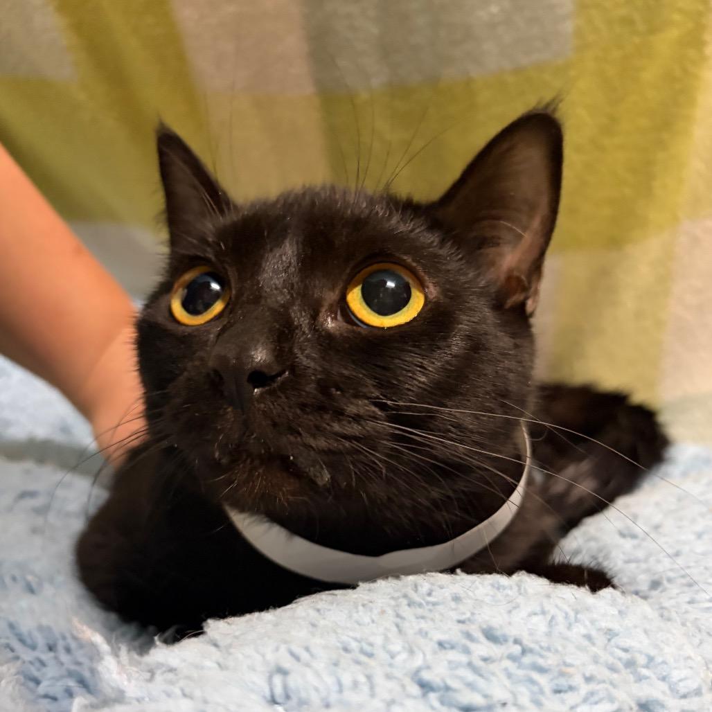 Midnight, Adoptable, Young Female Domestic Short Hair.