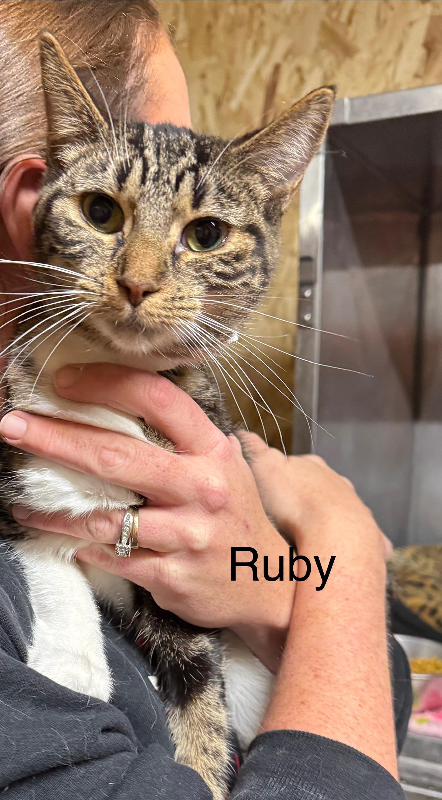 Ruby, Adoptable, Adult Female Domestic Short Hair.