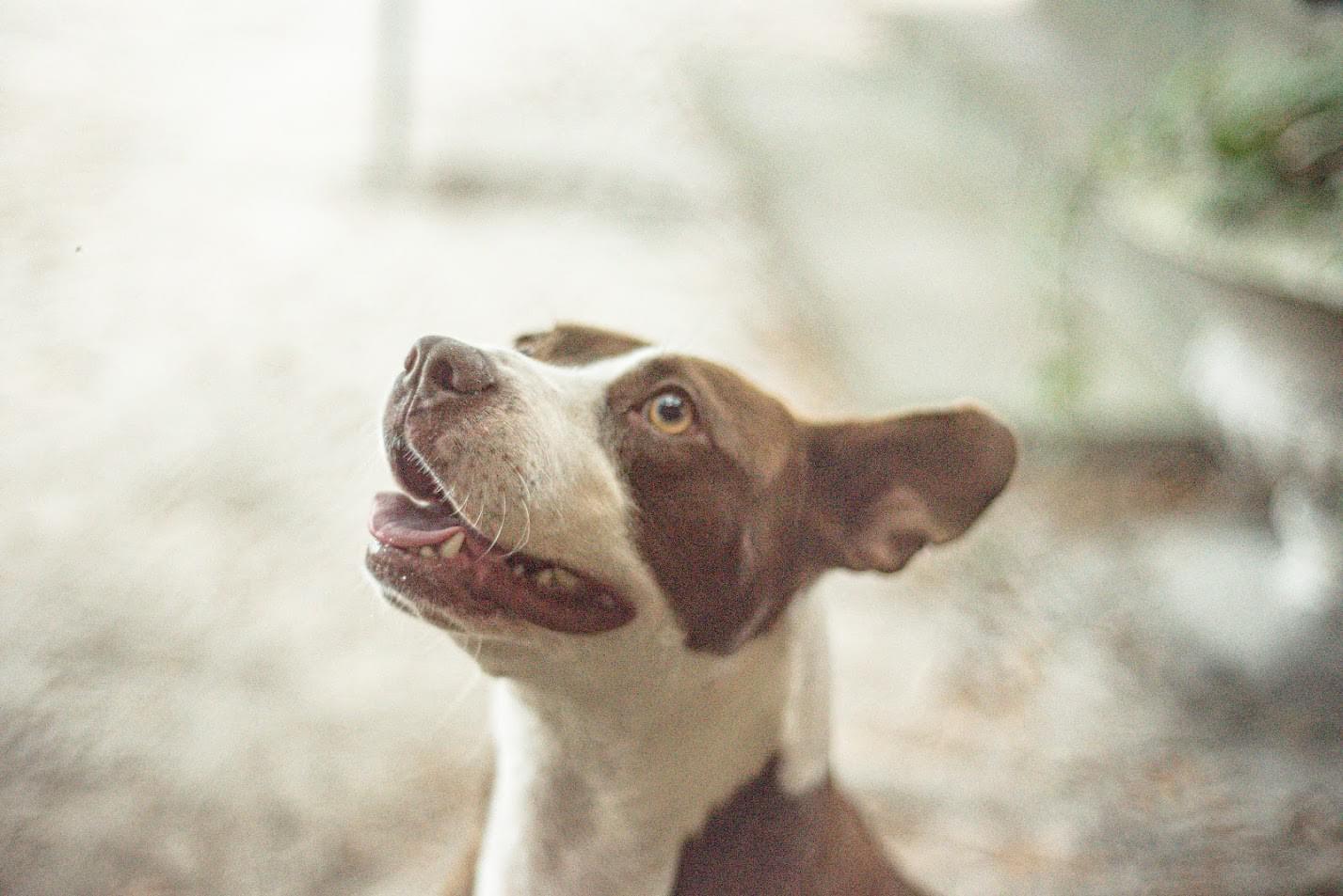 Biscuit, a ADOPTABLE mixed breed in Varnville, SC image 2/3