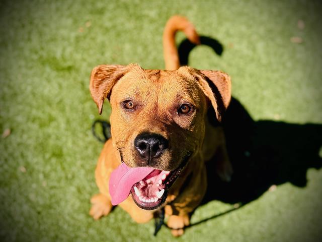 Enlarge DUDE, a Adoptable Labrador Retriever in Orlando, FL image 1/1