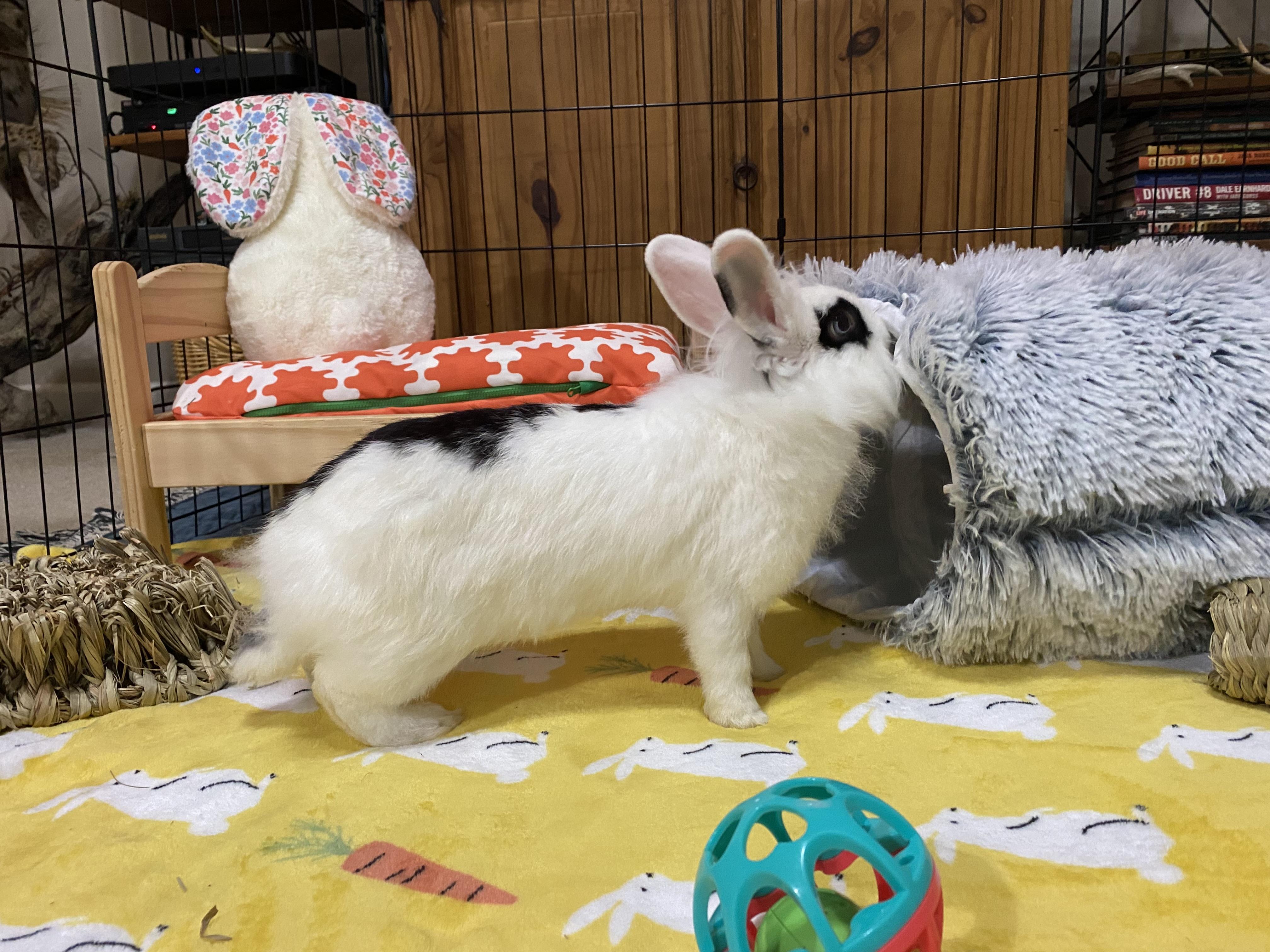 Beatrice- Momma B, adoptable, Young Female Lionhead.