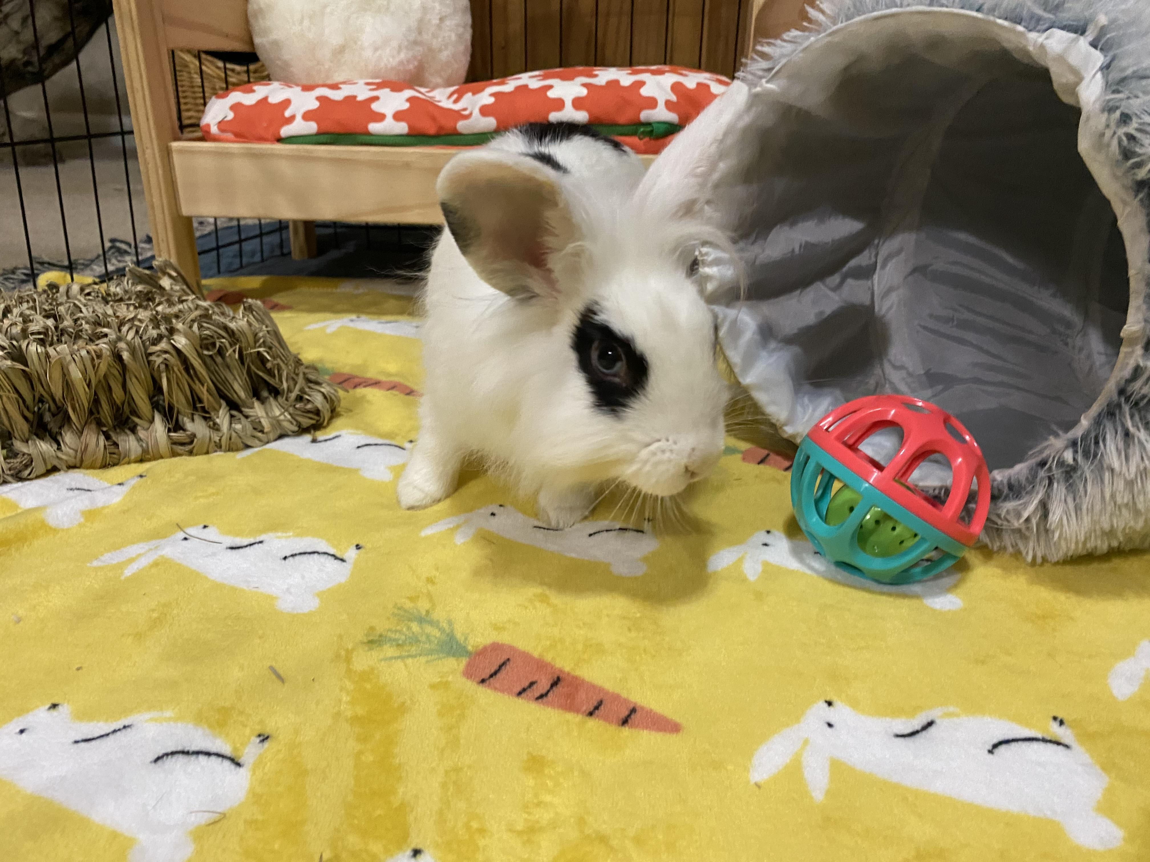 Enlarge Beatrice- Momma B, an adoptable Lionhead in Little Rock, AR image 2/5