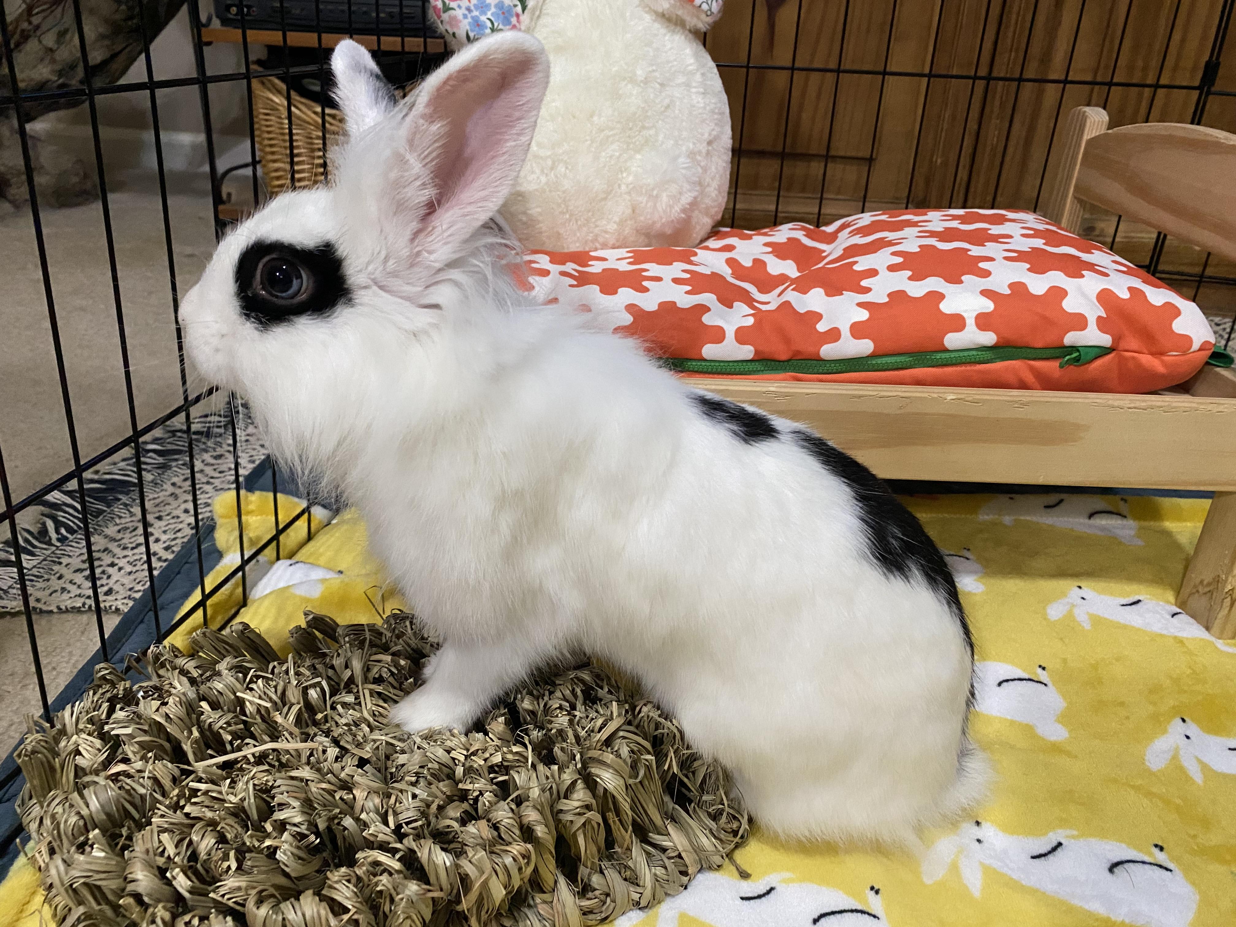 Enlarge Beatrice- Momma B, an adoptable Lionhead in Little Rock, AR image 3/5