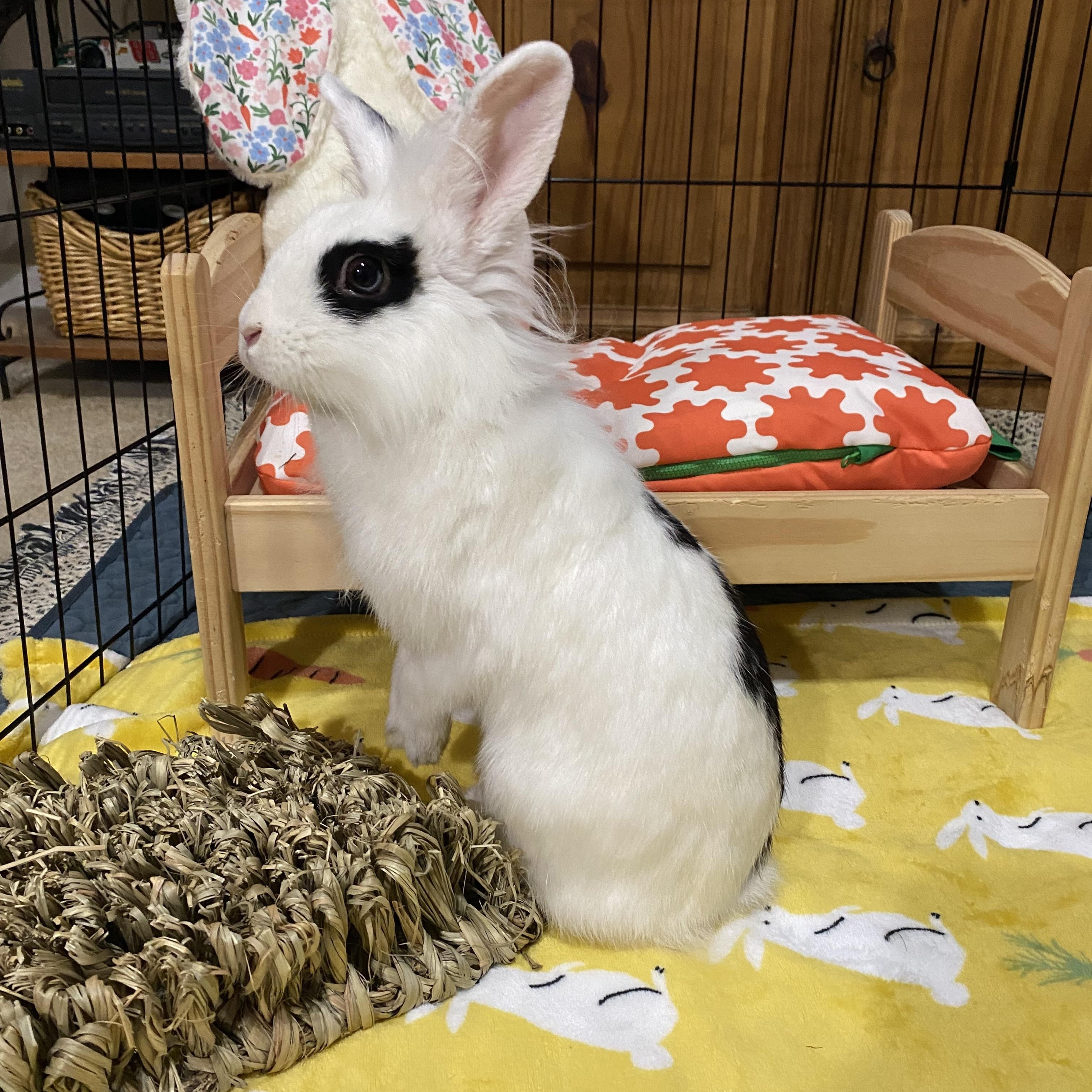 Enlarge Beatrice- Momma B, an adoptable Lionhead in Little Rock, AR image 4/5