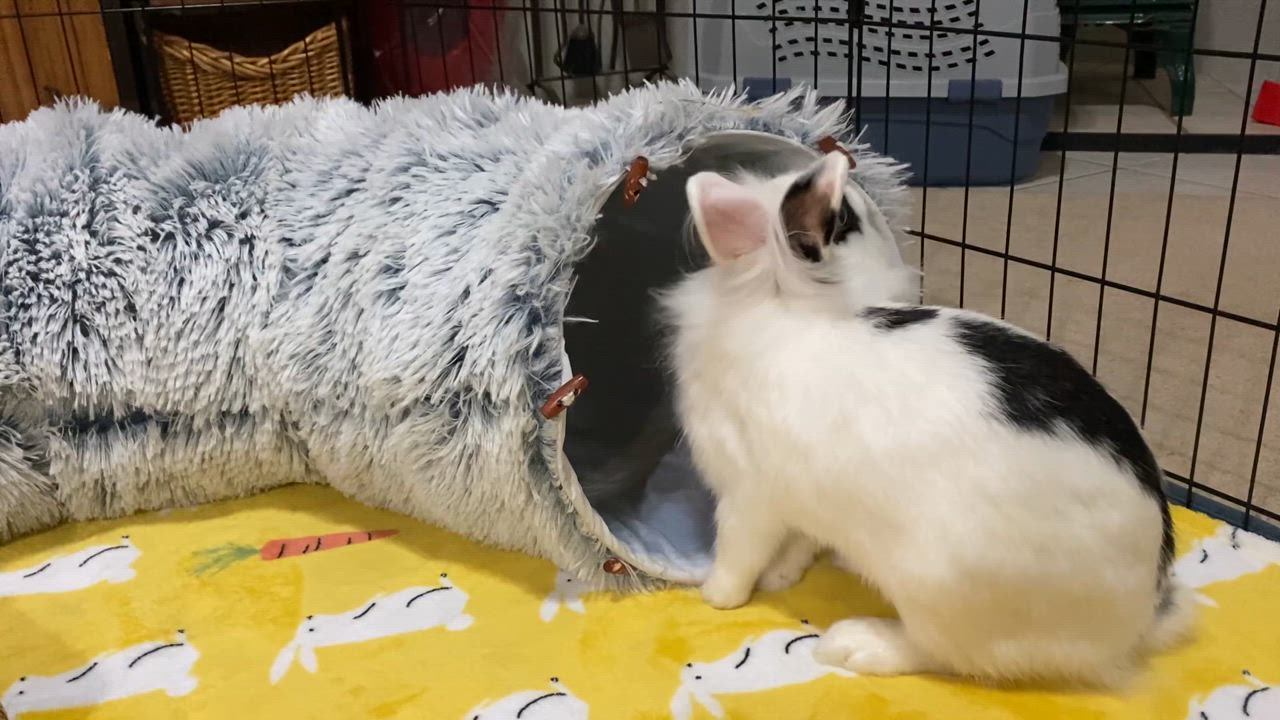 Enlarge Beatrice- Momma B, an adoptable Lionhead in Little Rock, AR video 5/5