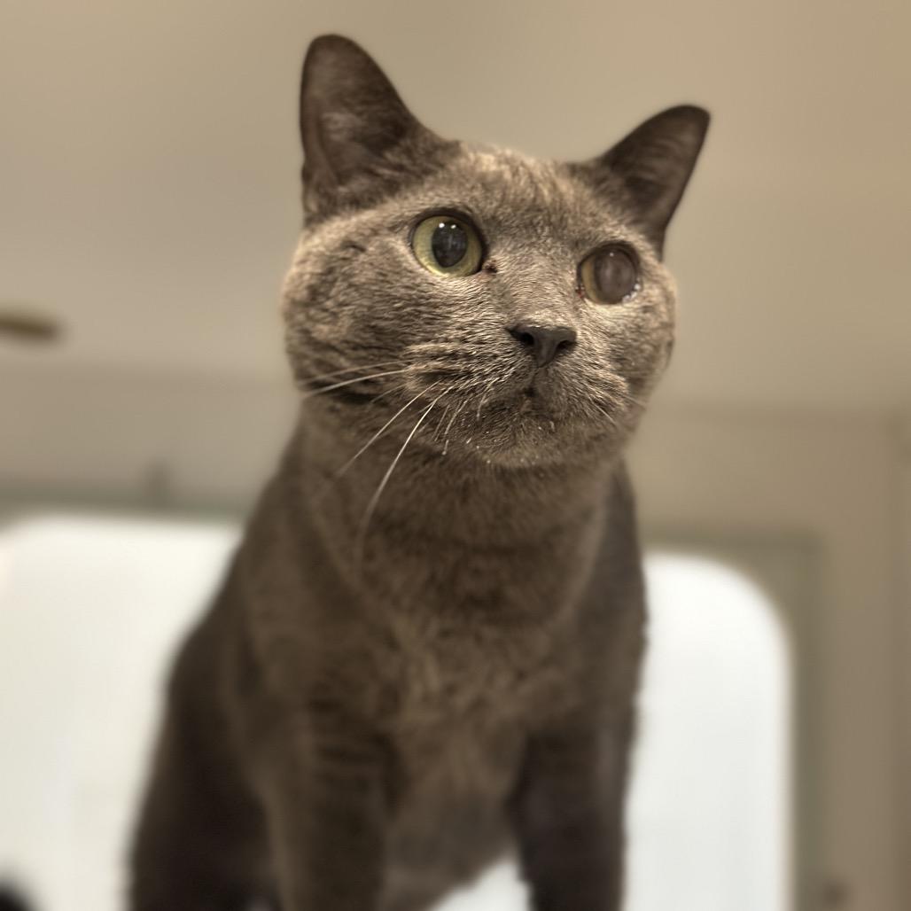 Skittles, Adoptable, Senior Female Domestic Short Hair.