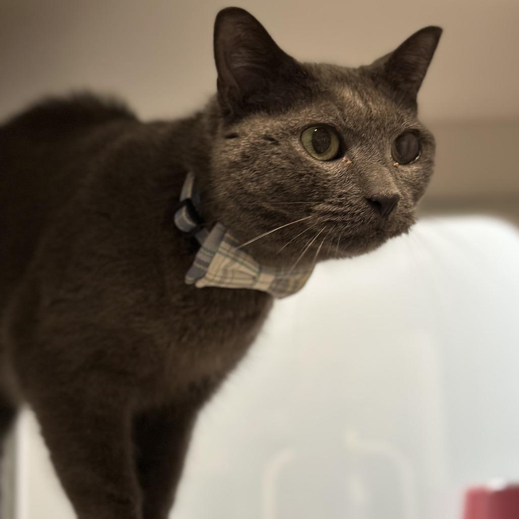 Enlarge Skittles, a Adoptable Domestic Short Hair in Matteson, IL image 2/6