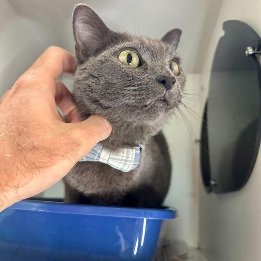 Skittles, a Adoptable Domestic Short Hair in Matteson, IL image 1/6