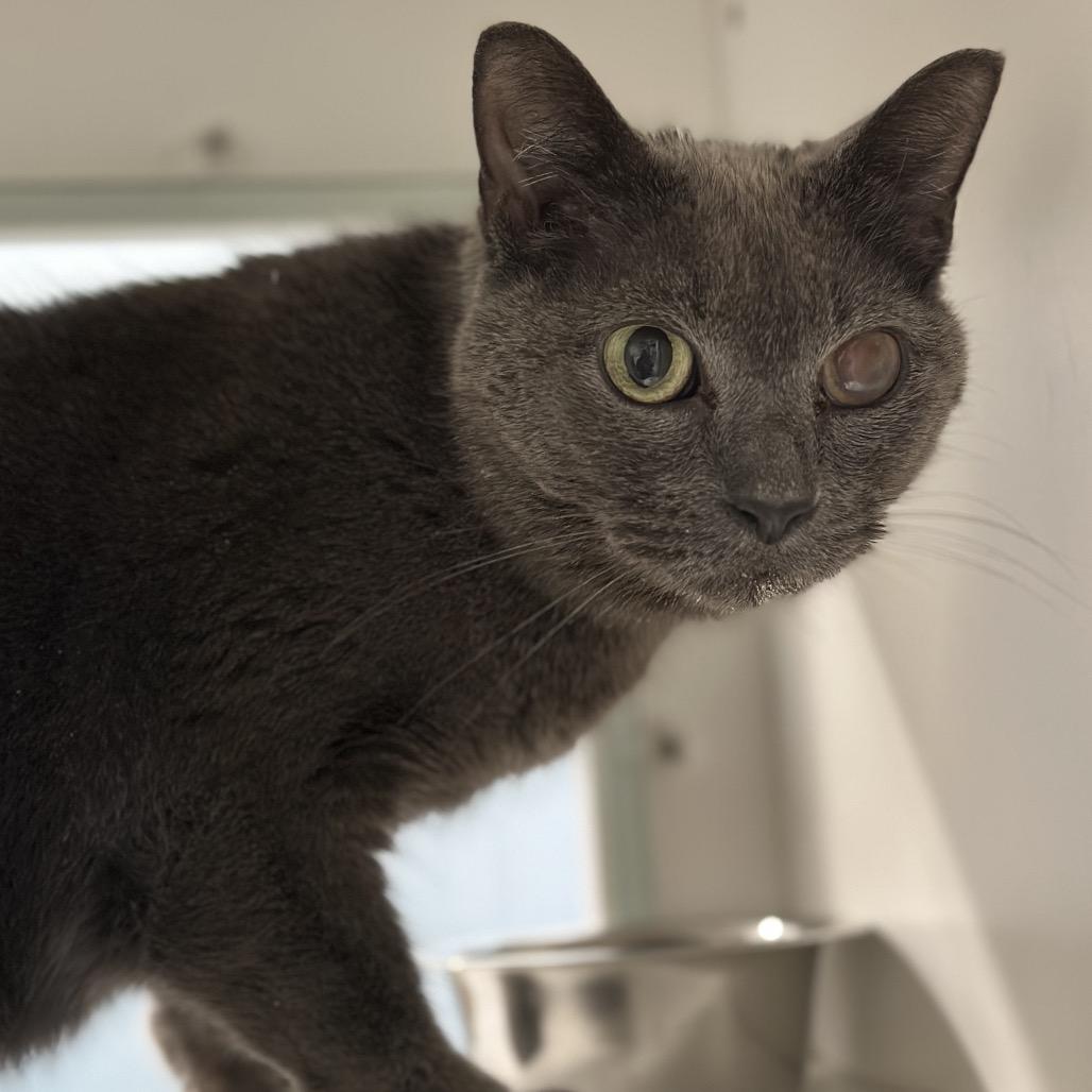 Enlarge Skittles, a Adoptable Domestic Short Hair in Matteson, IL image 3/6