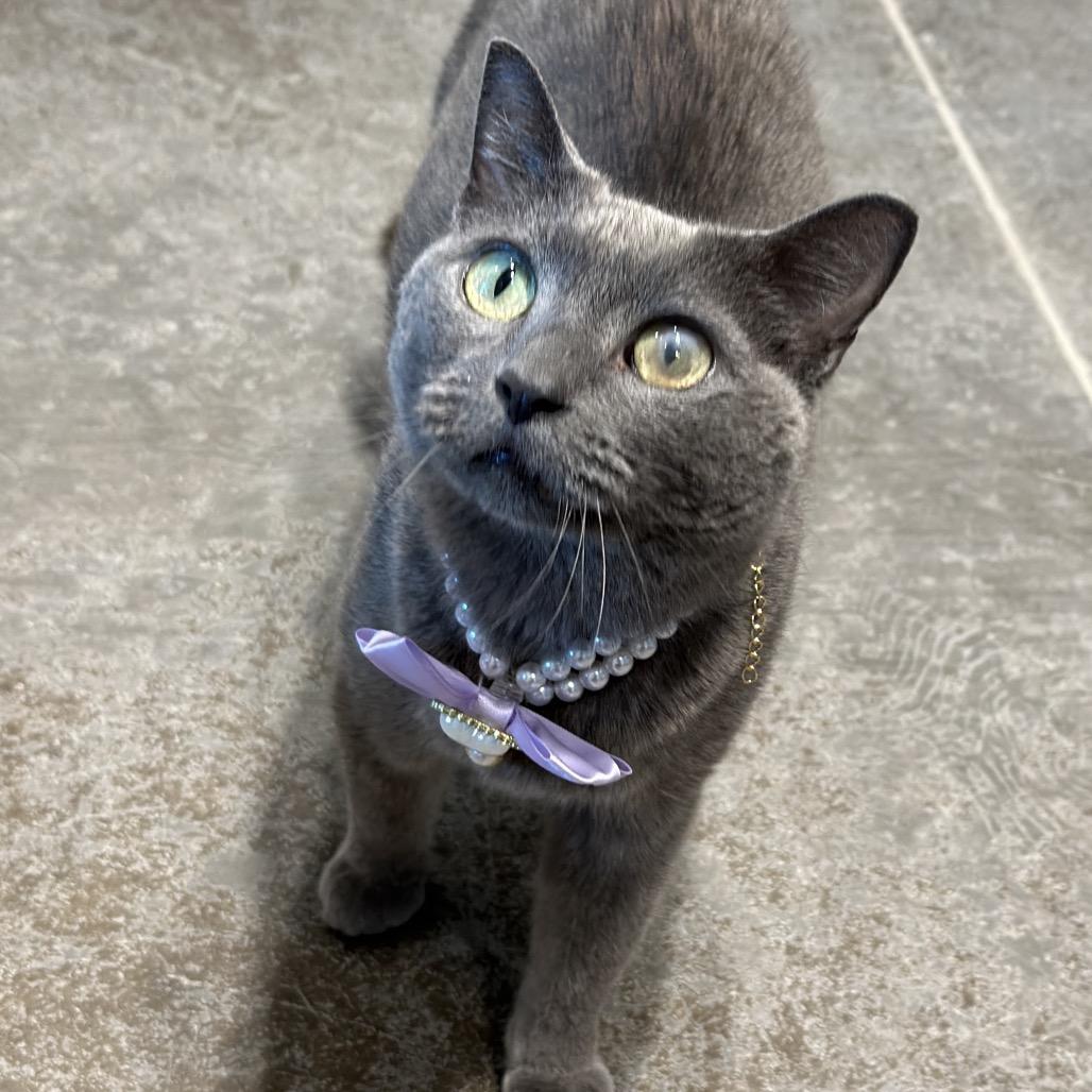 Skittles, a Adoptable Domestic Short Hair in Matteson, IL image 2/6