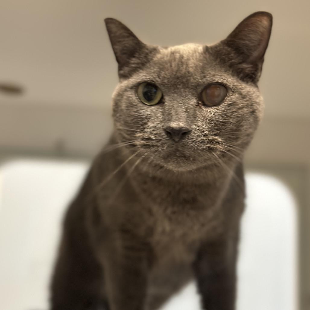 Enlarge Skittles, a Adoptable Domestic Short Hair in Matteson, IL image 4/6