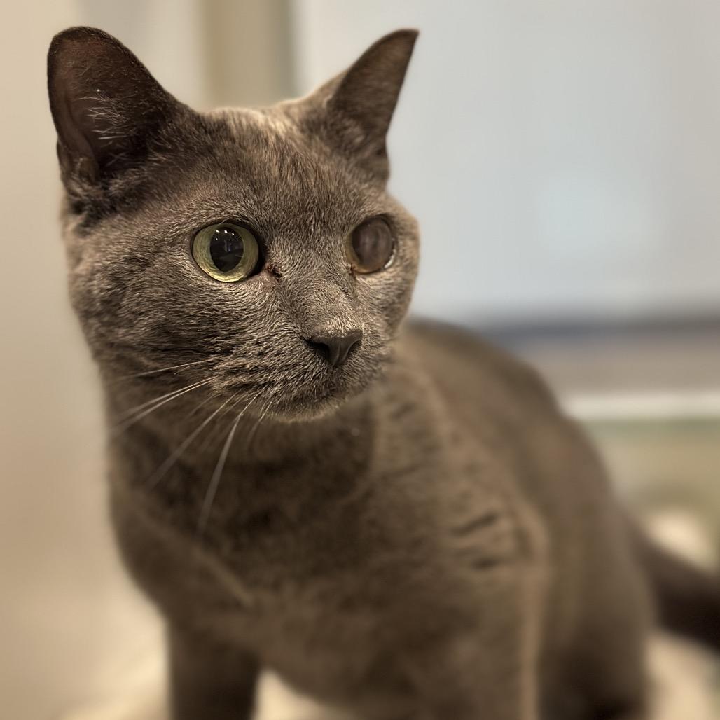 Enlarge Skittles, a Adoptable Domestic Short Hair in Matteson, IL image 5/6