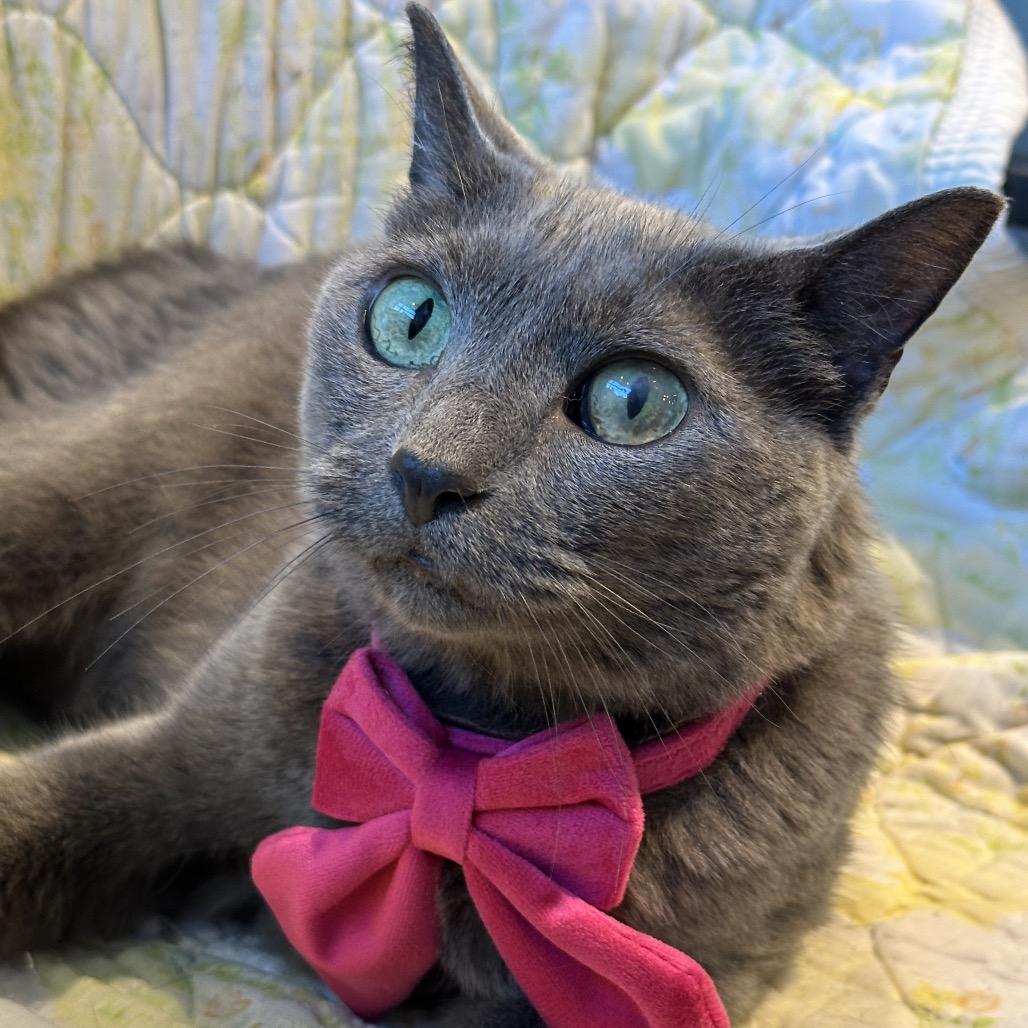 Skittles, a Adoptable Domestic Short Hair in Matteson, IL image 3/6